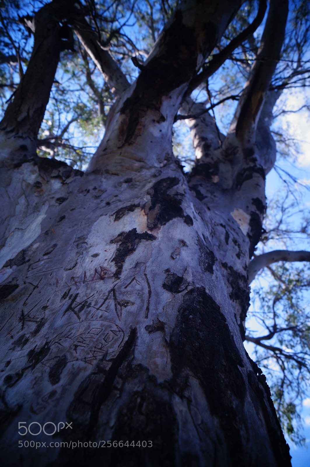 Sony SLT-A37 sample photo. Woodland photography