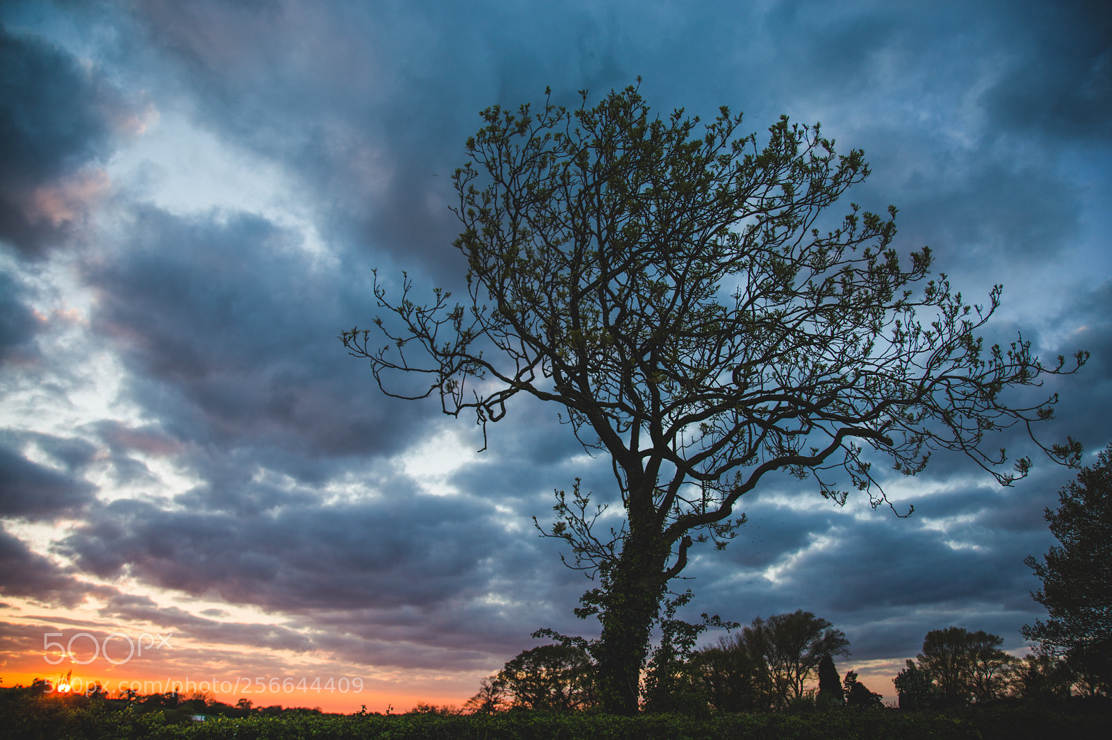 Canon EOS 6D sample photo. Lone tree at sunset photography