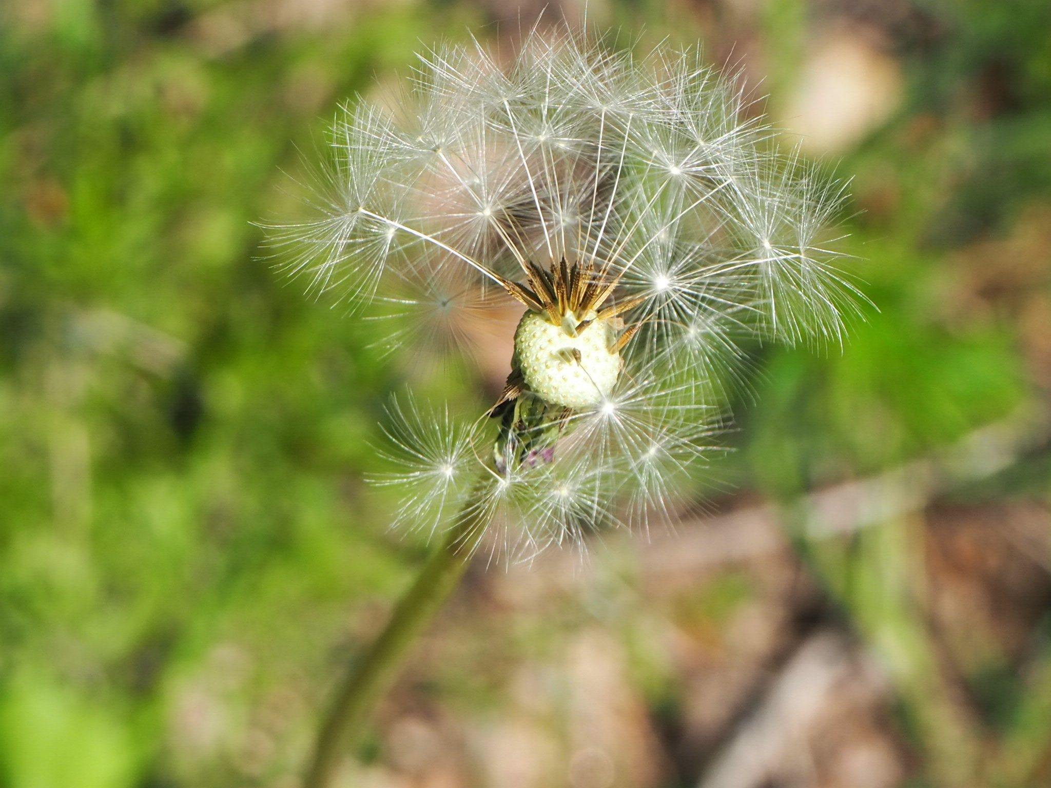 Olympus PEN E-PL9 sample photo. And a flower ? photography