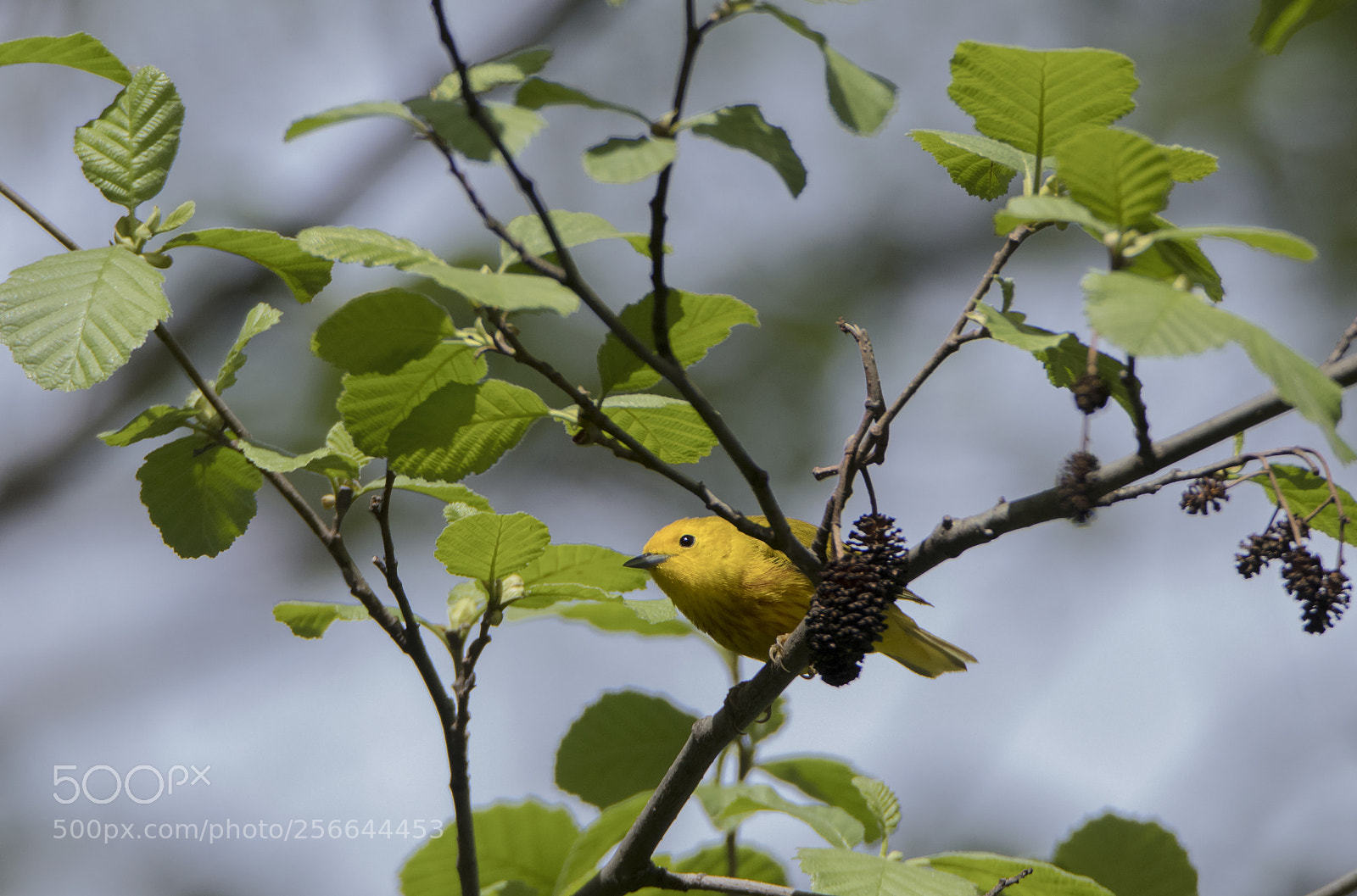 Canon EOS 80D sample photo. Yellow warbler by the photography