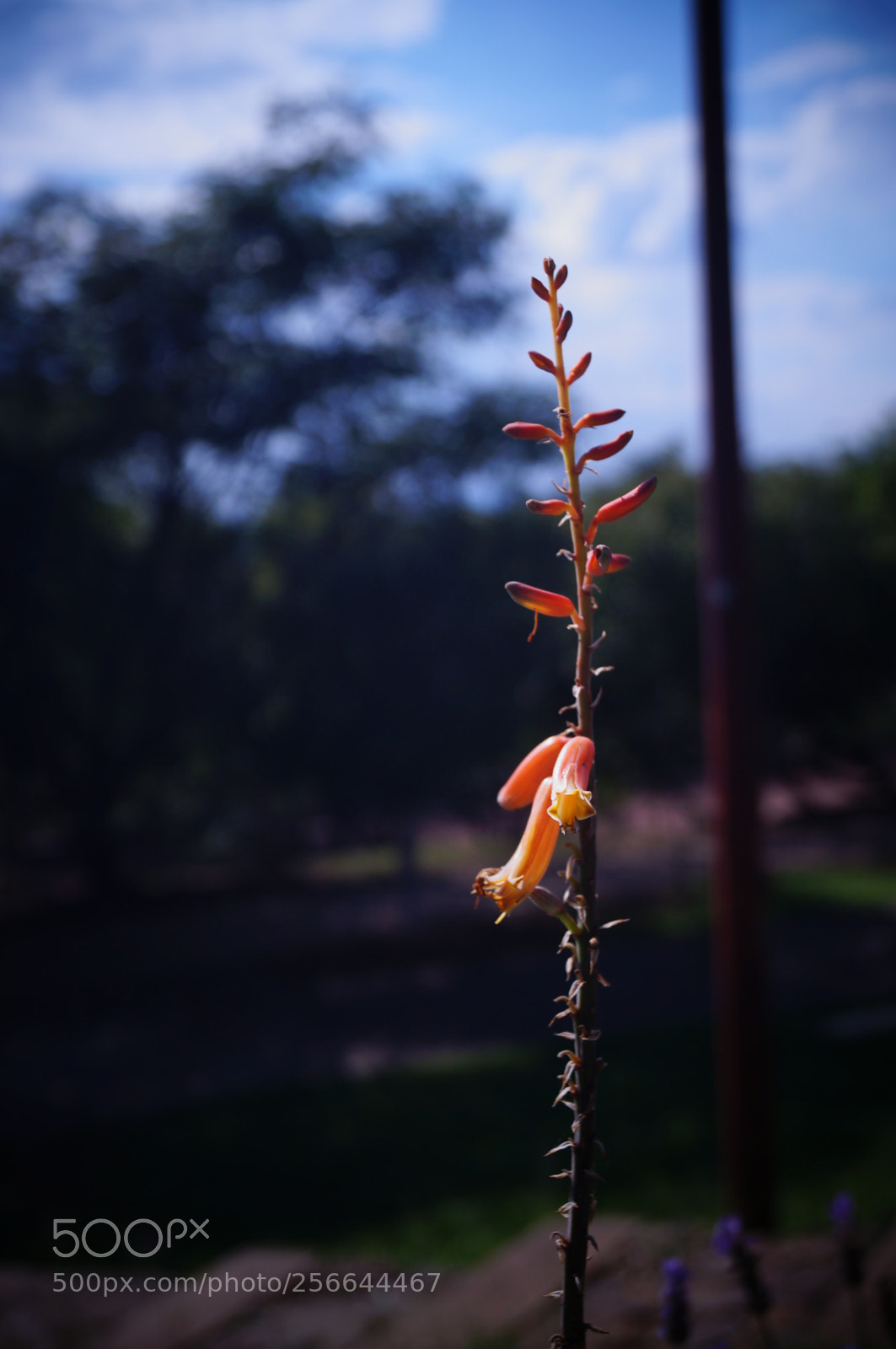 Sony SLT-A37 sample photo. Picshot or colors? photography