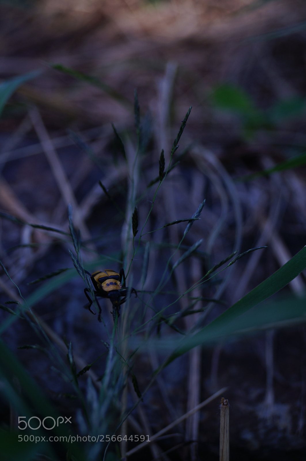 Sony SLT-A37 sample photo. A little insect photography
