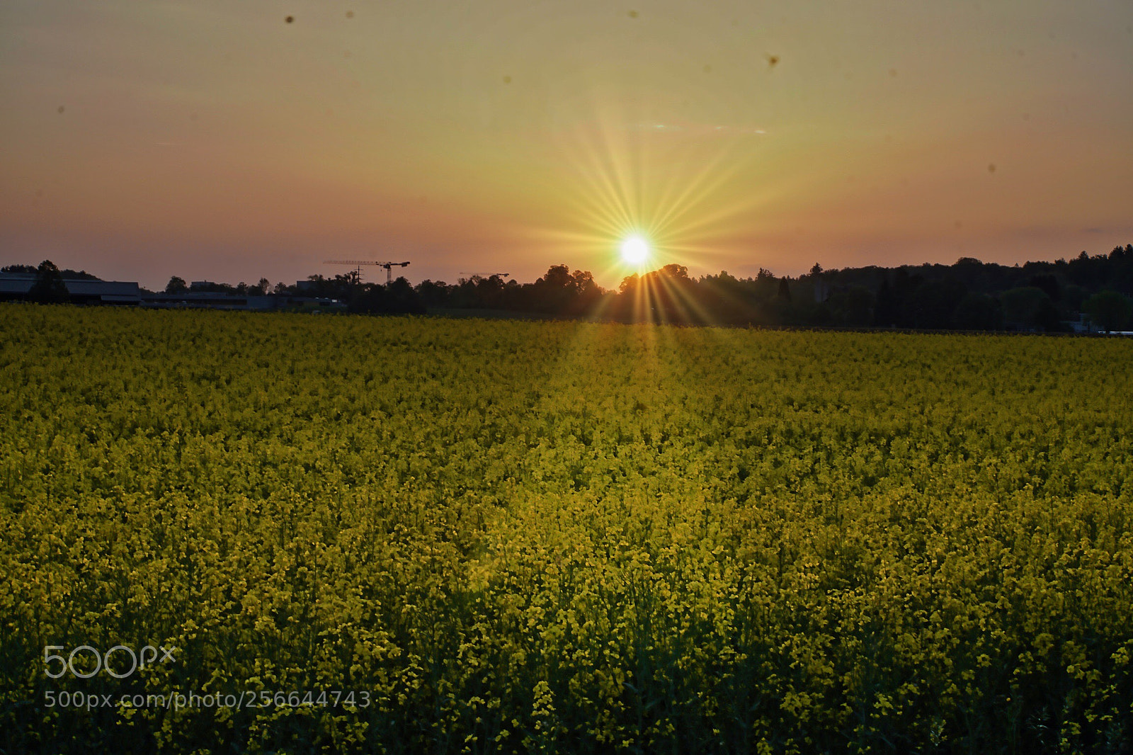 Sony a6300 sample photo. Flower field photography