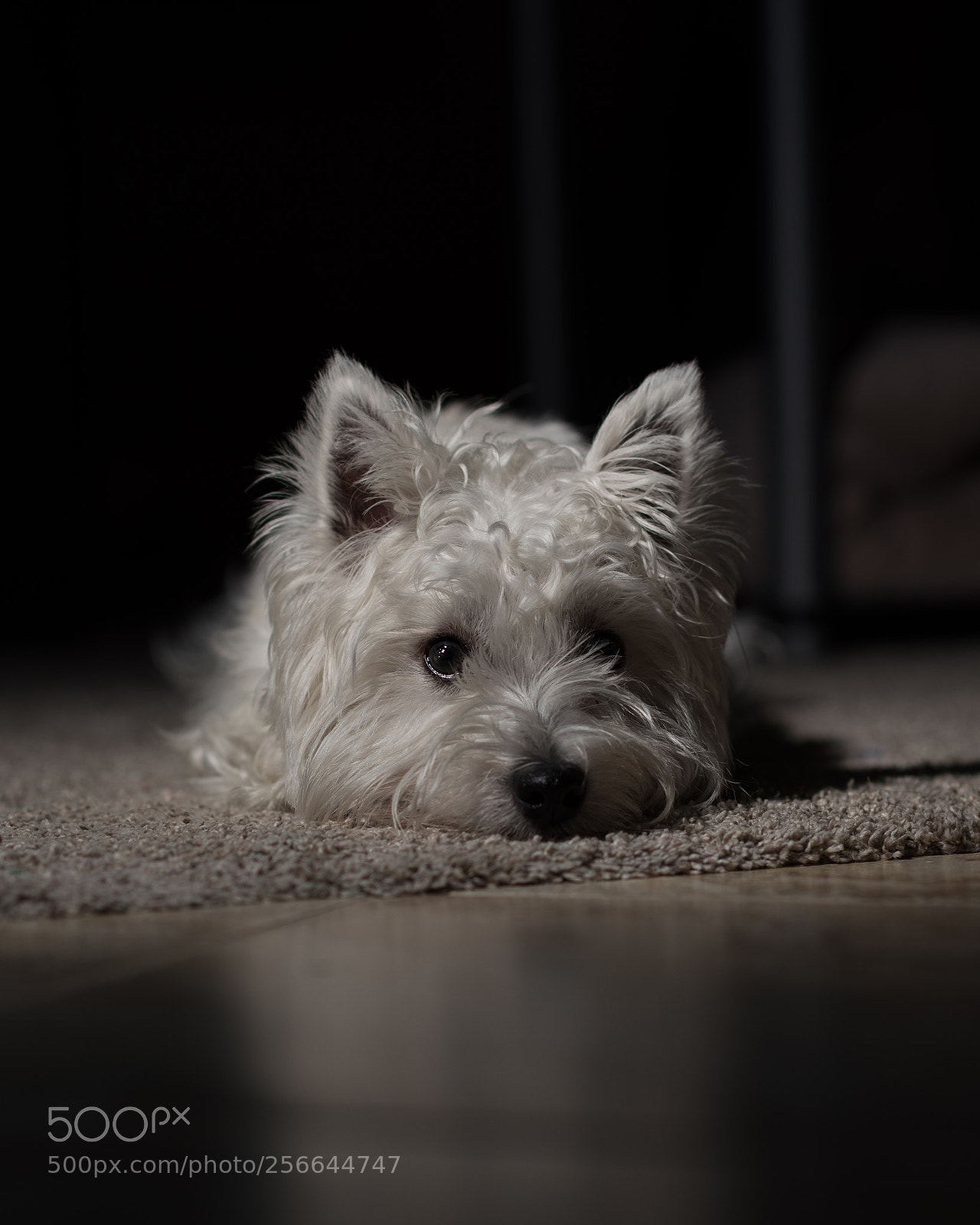 Nikon D750 sample photo. Ellie photography