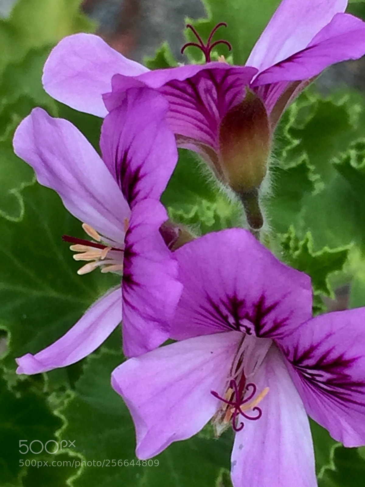 Apple iPhone 6 Plus sample photo. Tripartite pelargonium parts photography
