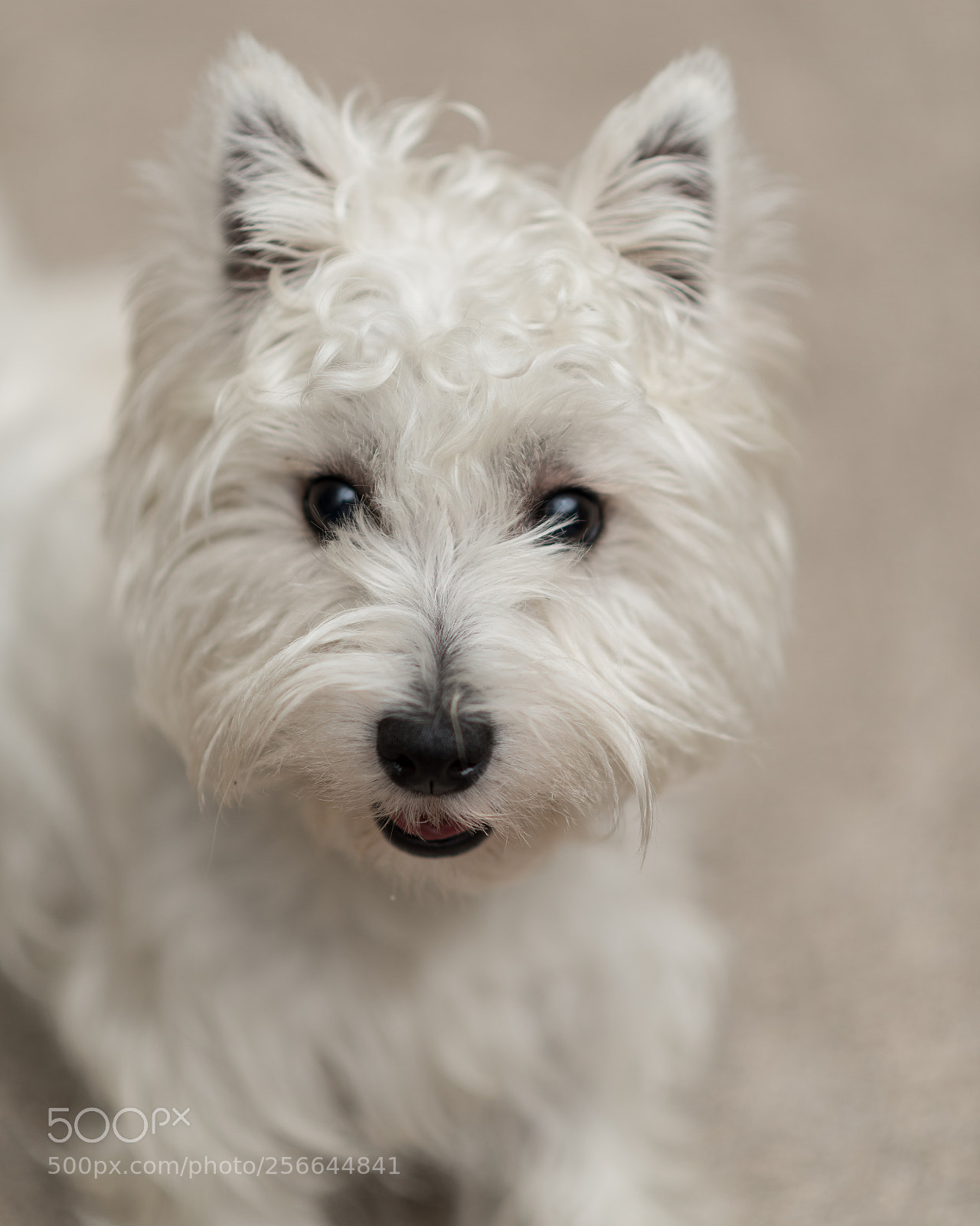 Nikon D750 sample photo. Ellie photography