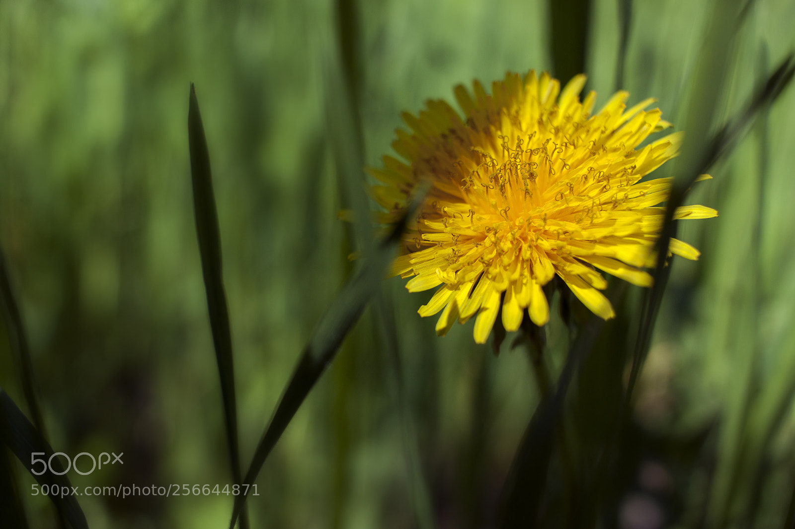 Canon EOS 500D (EOS Rebel T1i / EOS Kiss X3) sample photo. Yellow dandelion flower in photography