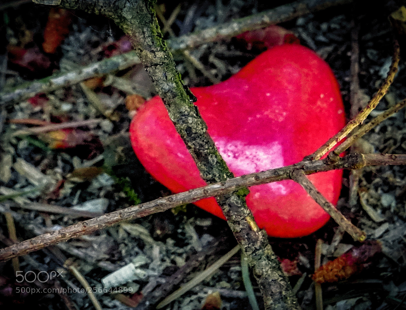 Sony Cyber-shot DSC-RX10 III sample photo. Lost heart photography