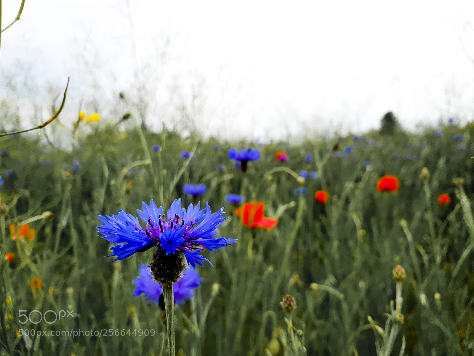 Samsung Galaxy S9 sample photo. Colourful flowers photography