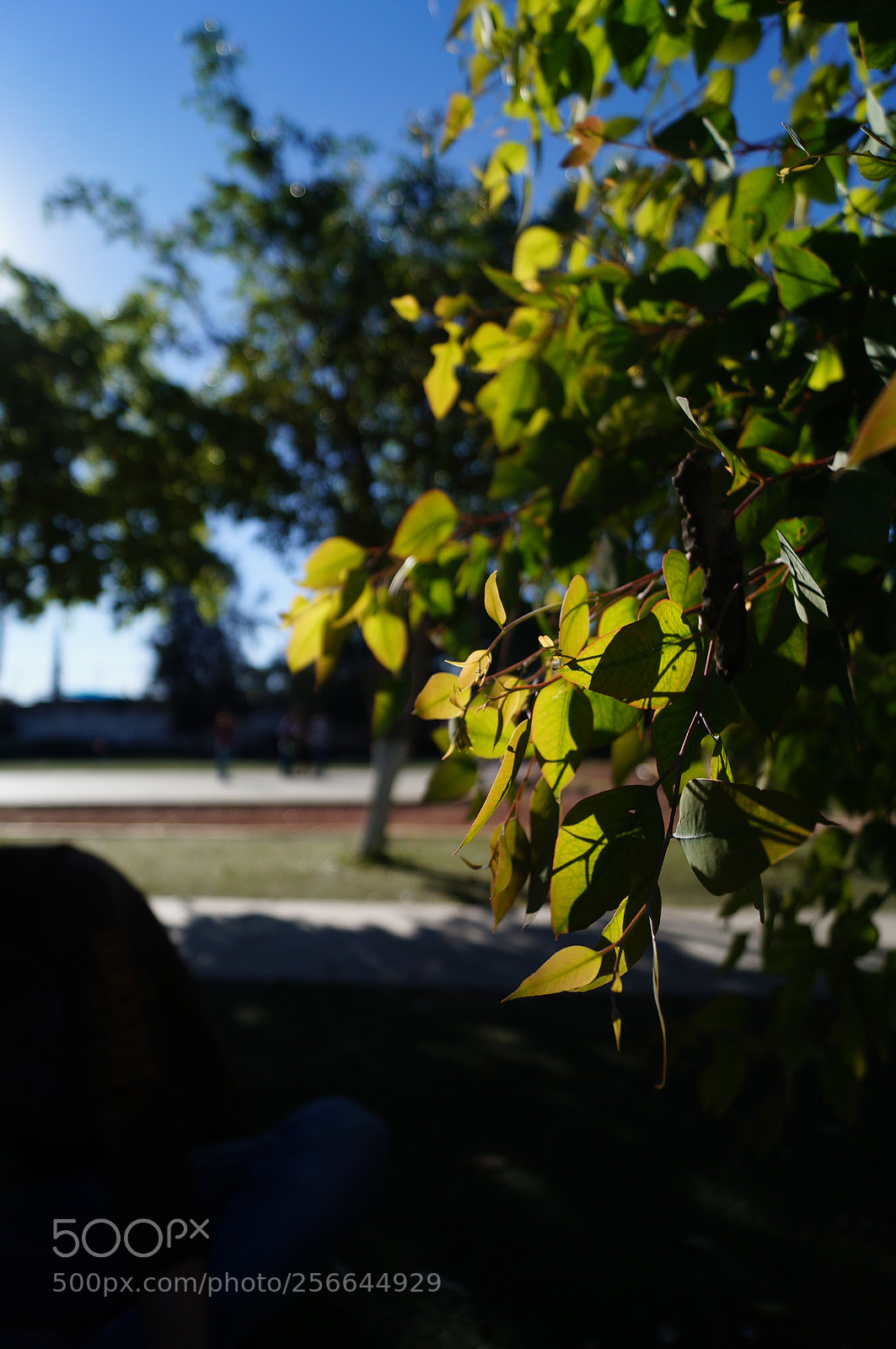 Sony SLT-A37 sample photo. The background photography