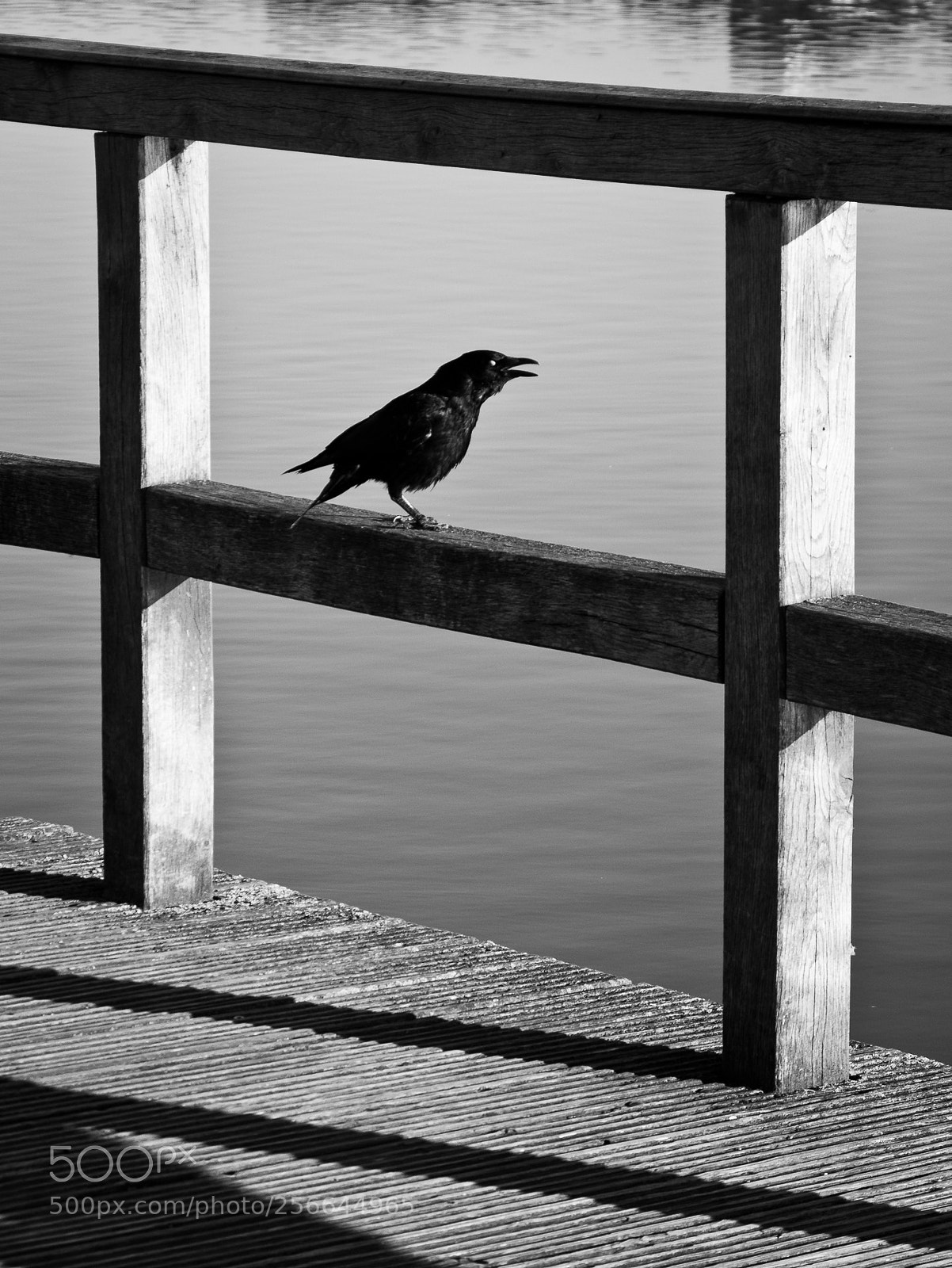 Panasonic DMC-G70 sample photo. Crow photography