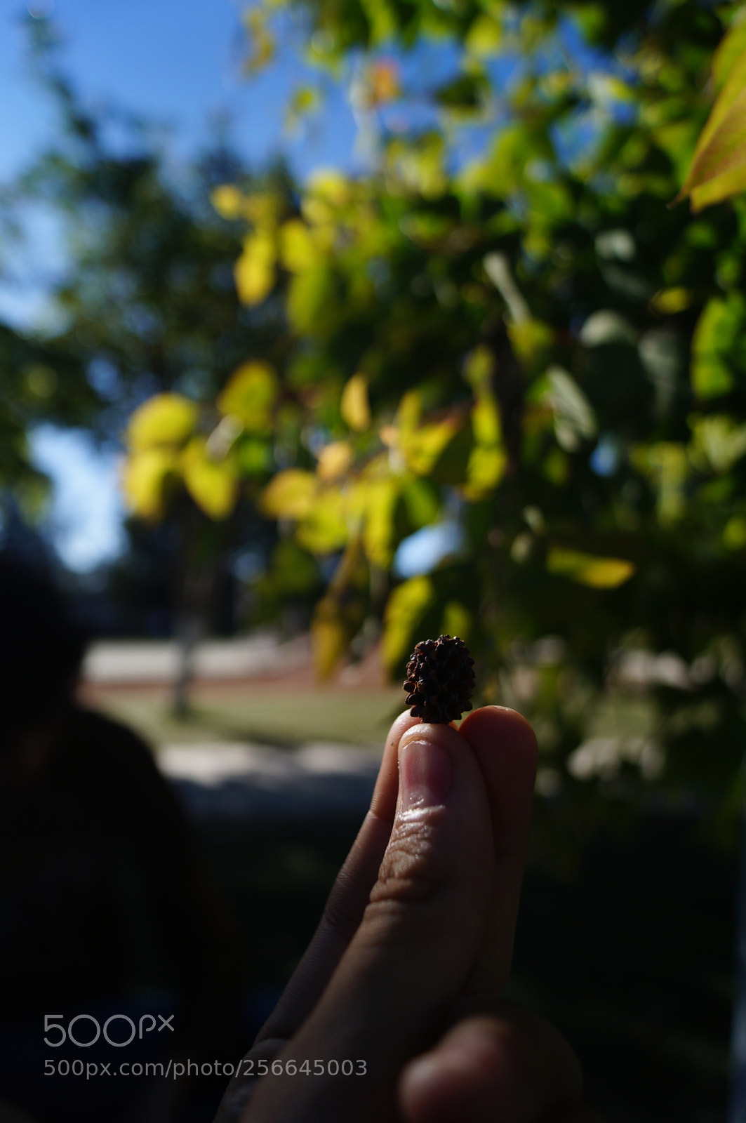 Sony SLT-A37 sample photo. The detail photography