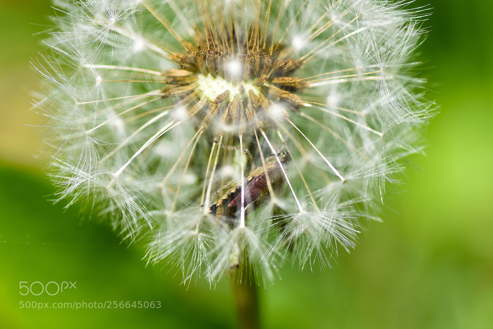 Nikon D5500 sample photo. Beetle in dandelion photography