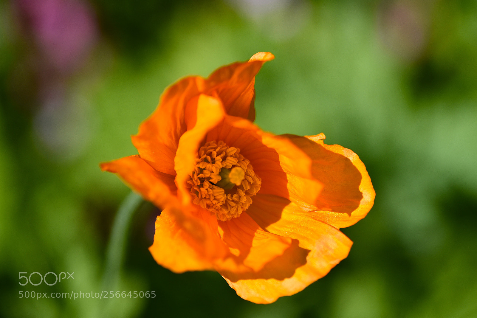 Nikon D5500 sample photo. Orange flower photography