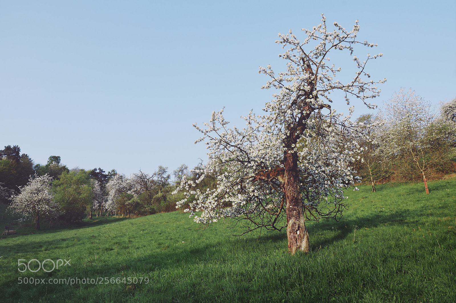 Nikon D7200 sample photo. Spring tree photography