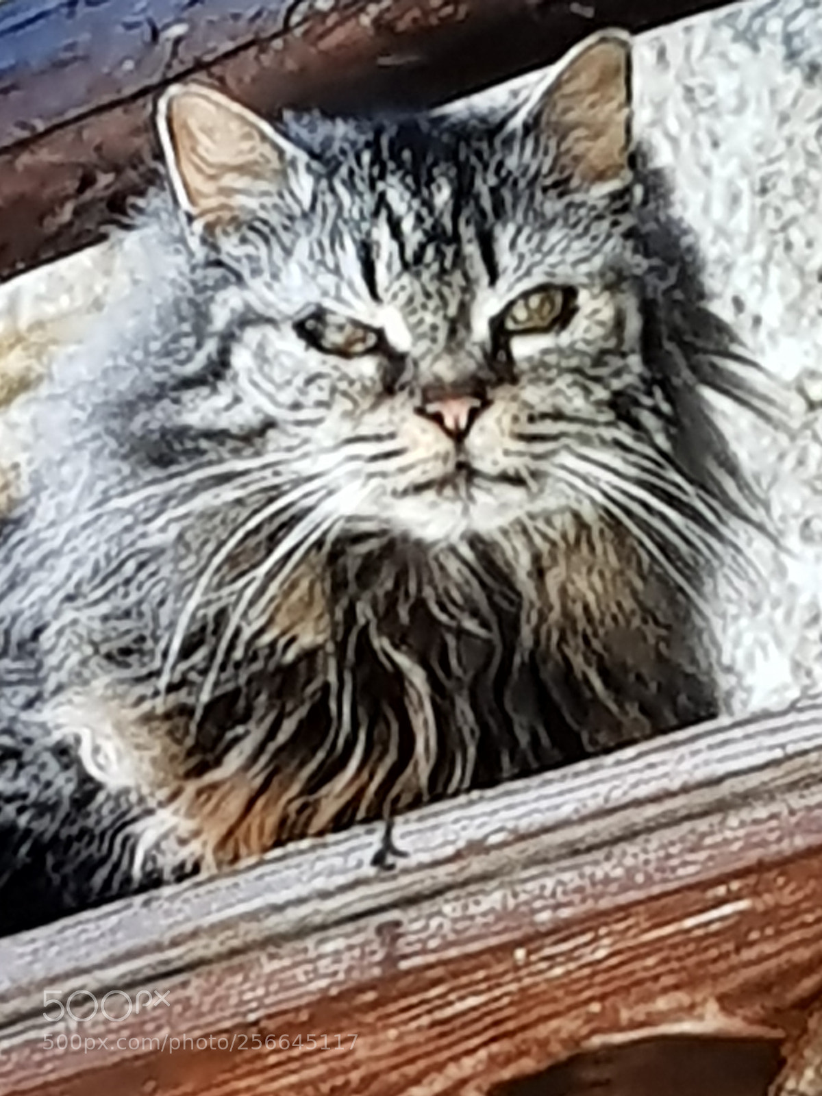 Samsung Galaxy S8 sample photo. Untitled photography