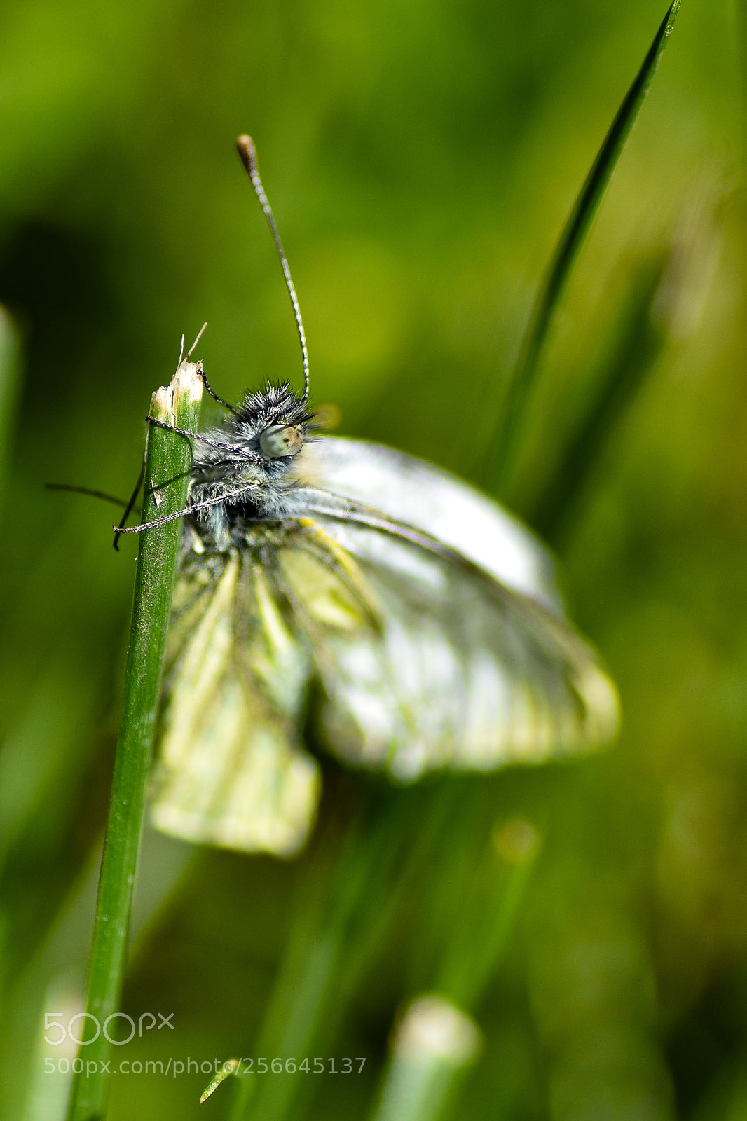 Nikon D5500 sample photo. White butterfly photography