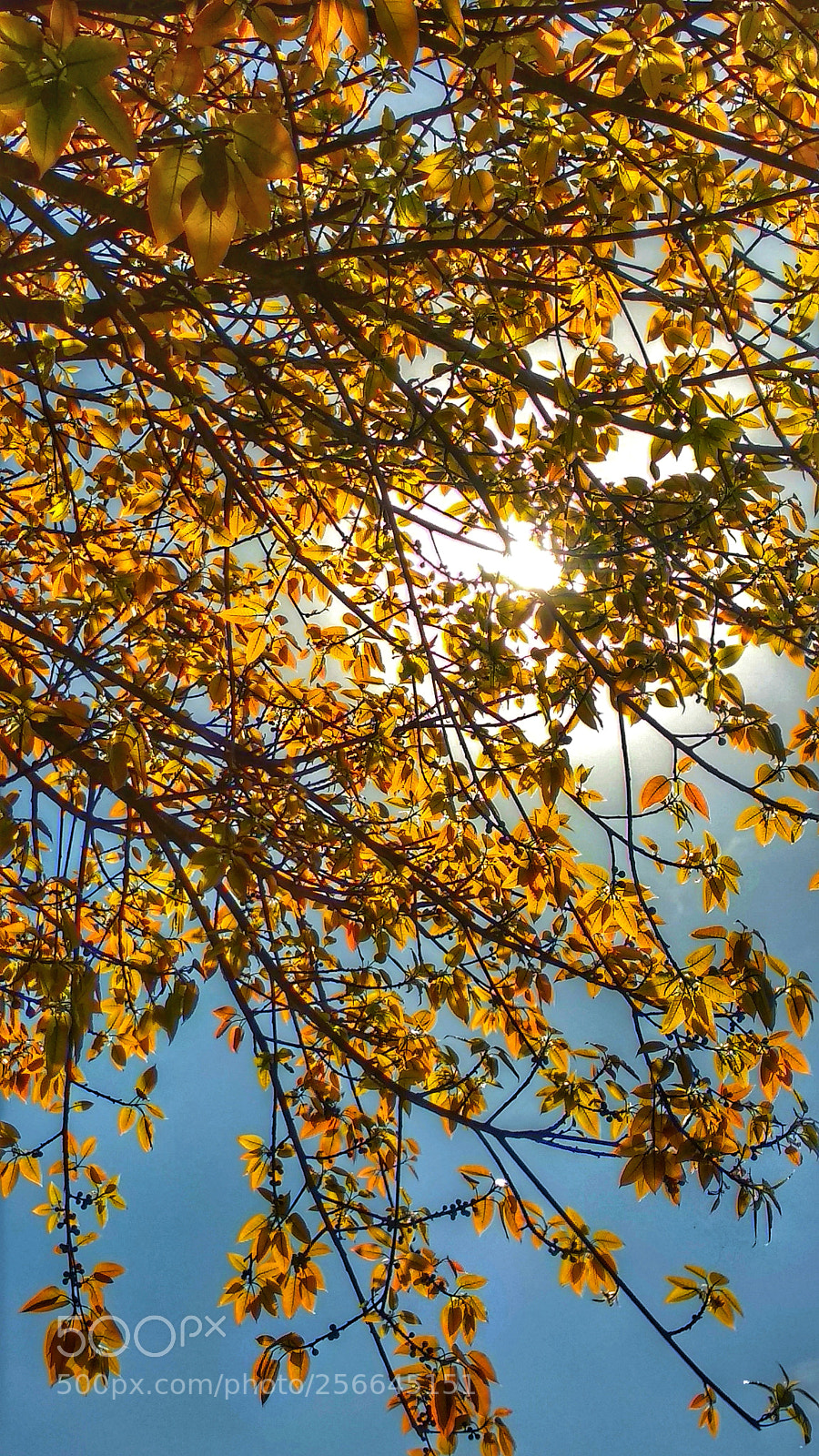 Xiaomi Mi A1 sample photo. Life photography