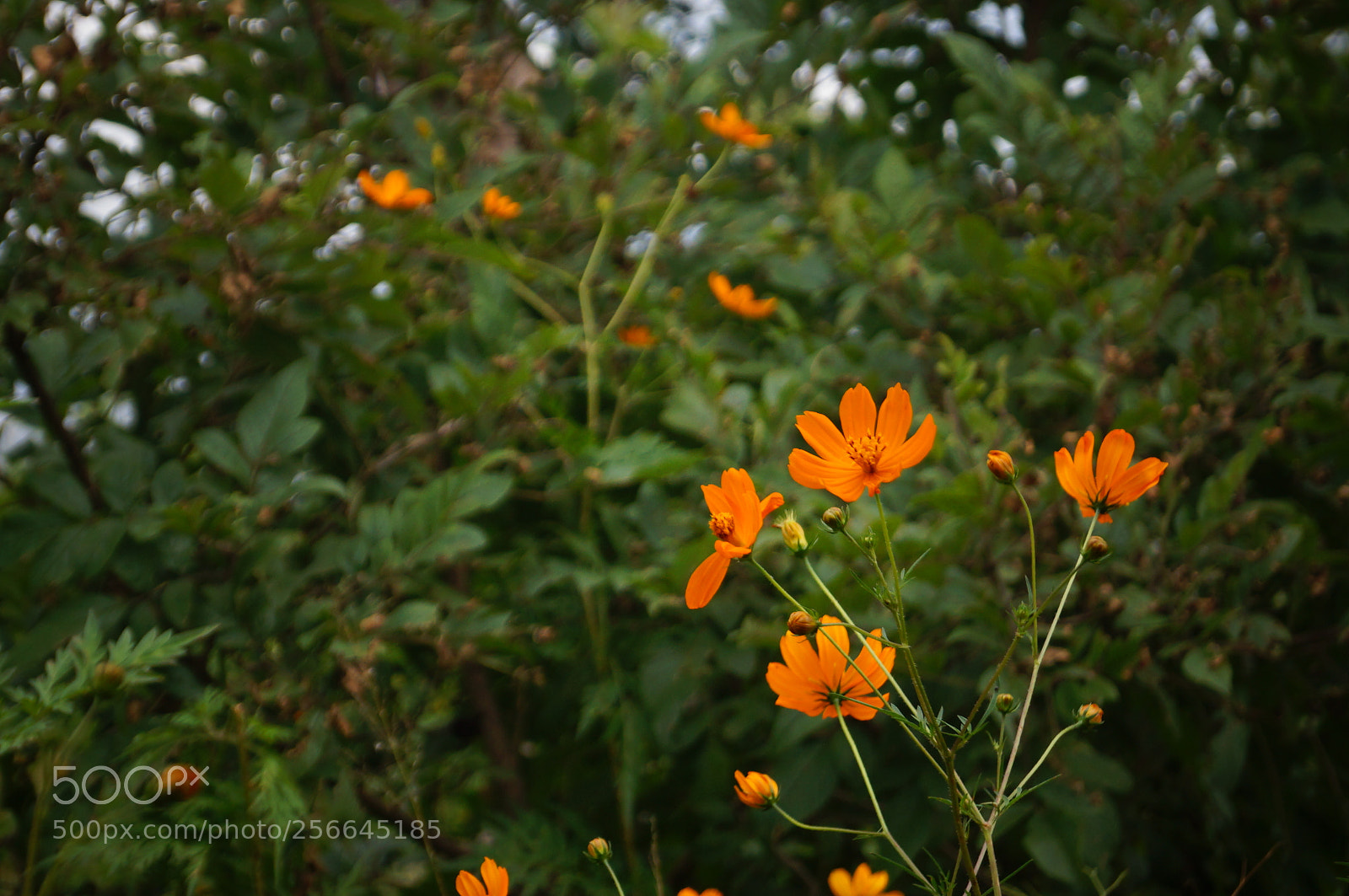 Sony SLT-A37 sample photo. A lot of flowers photography