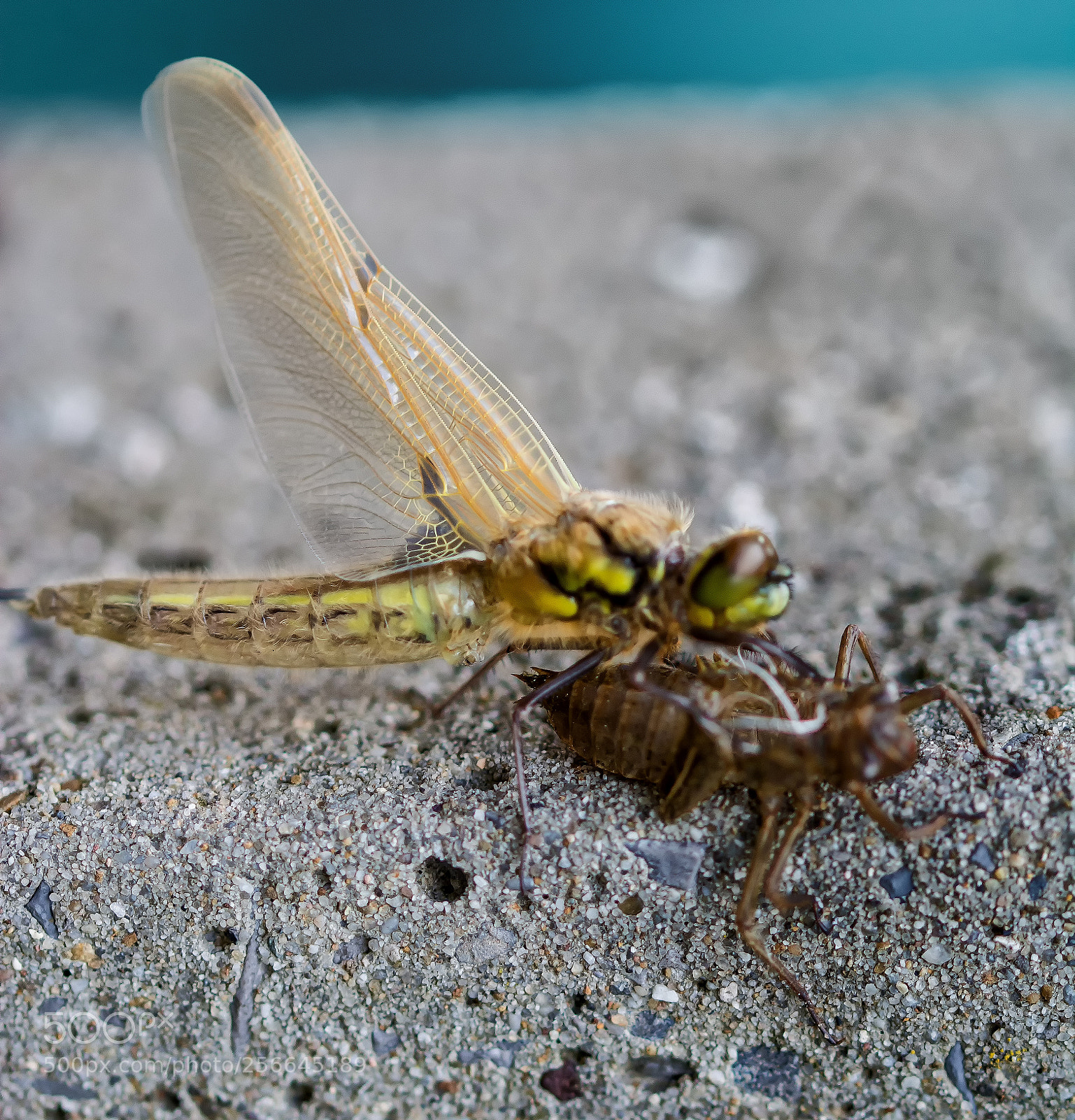 Nikon D5200 sample photo. Frome larve to dragonfly photography