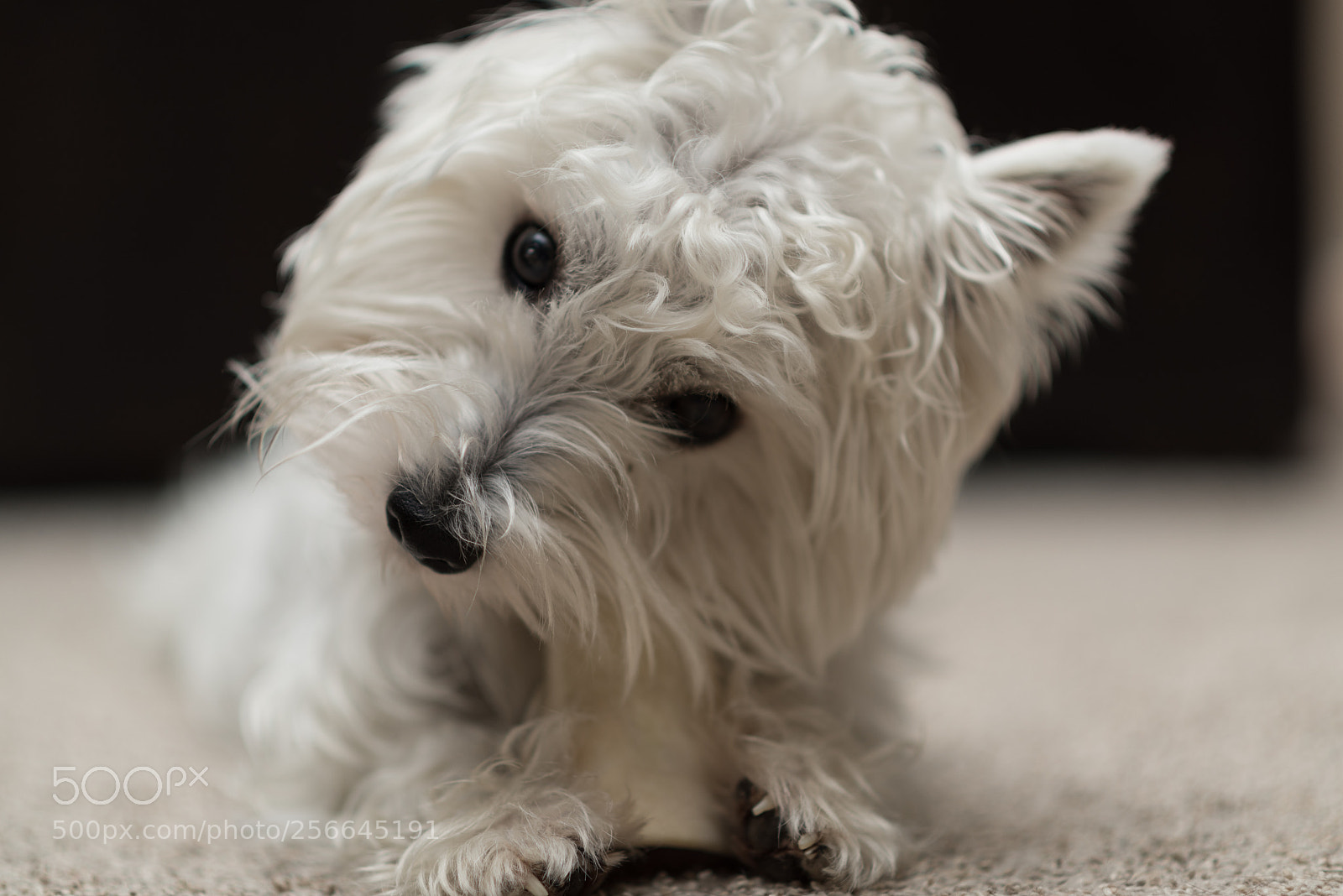 Nikon D750 sample photo. Ellie photography