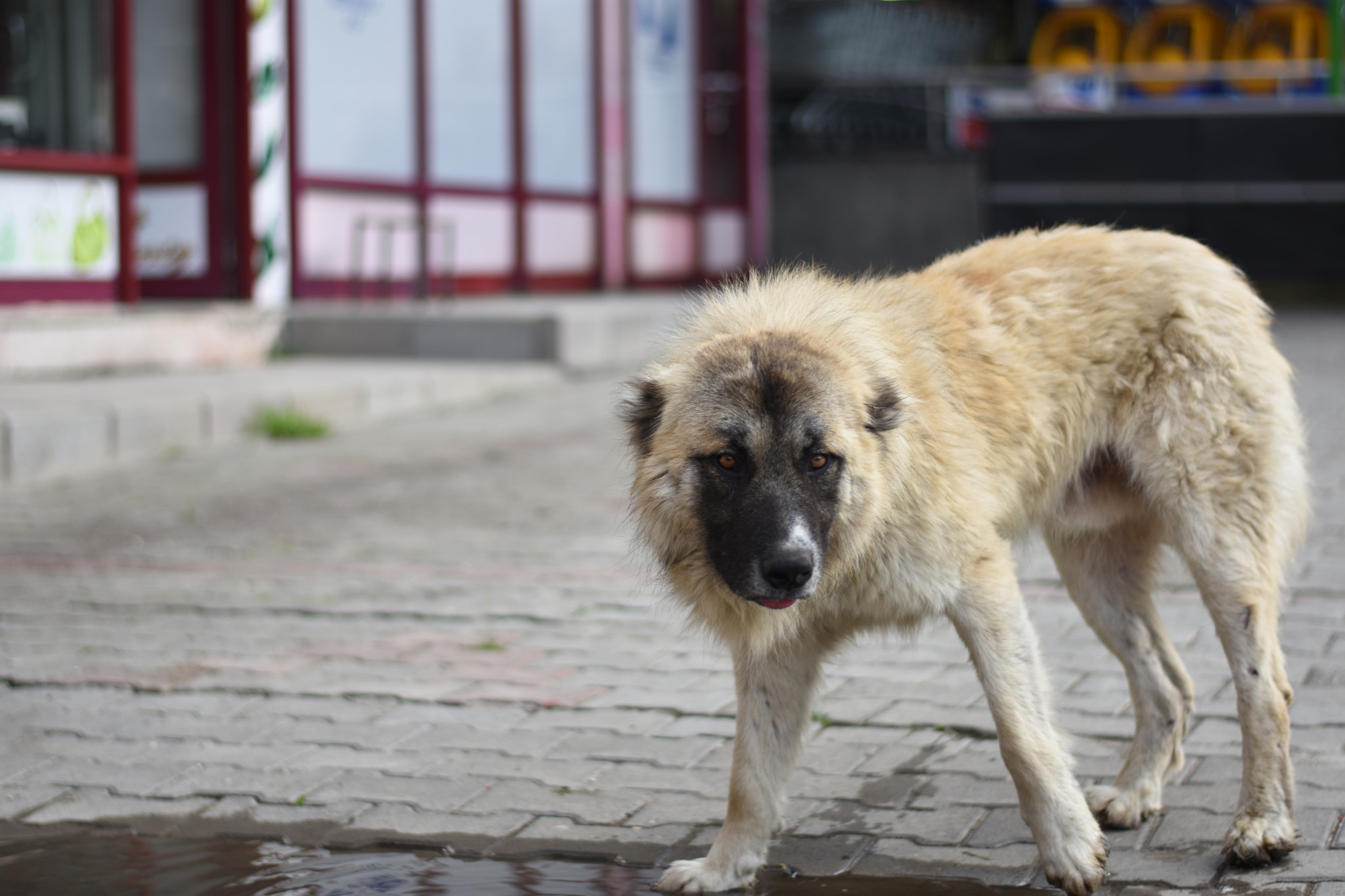 Nikon D3400 + Nikon AF-S Nikkor 50mm F1.8G sample photo. Innocent photography