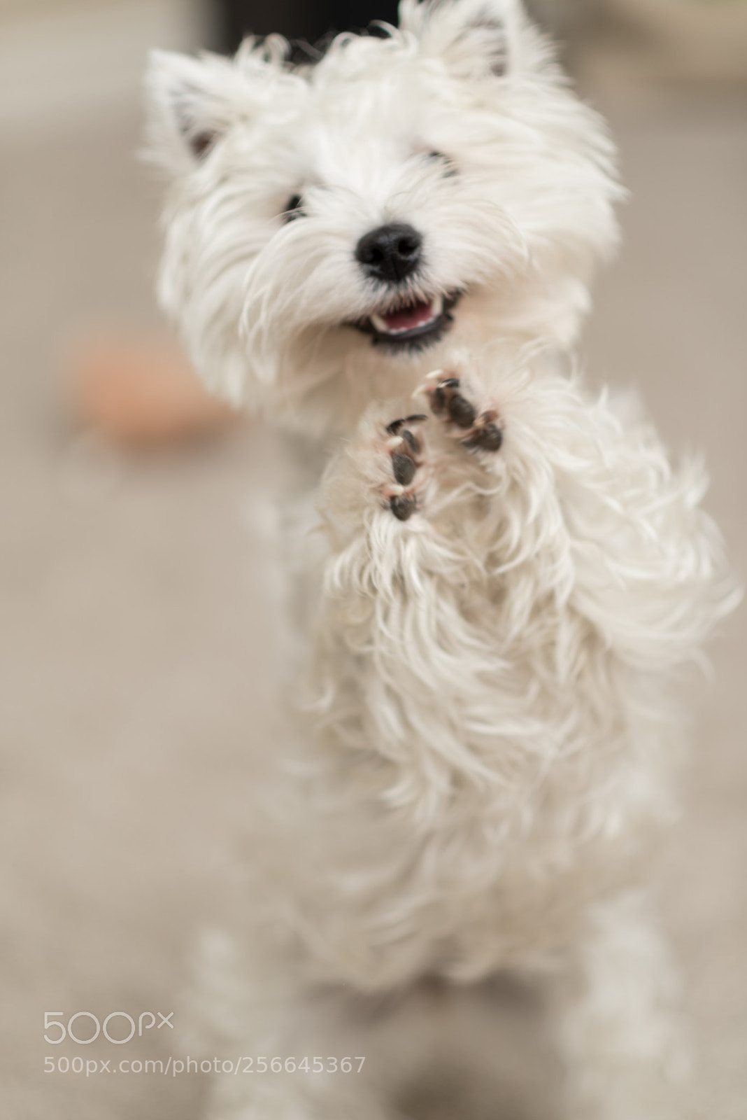 Nikon D750 sample photo. Ellie photography