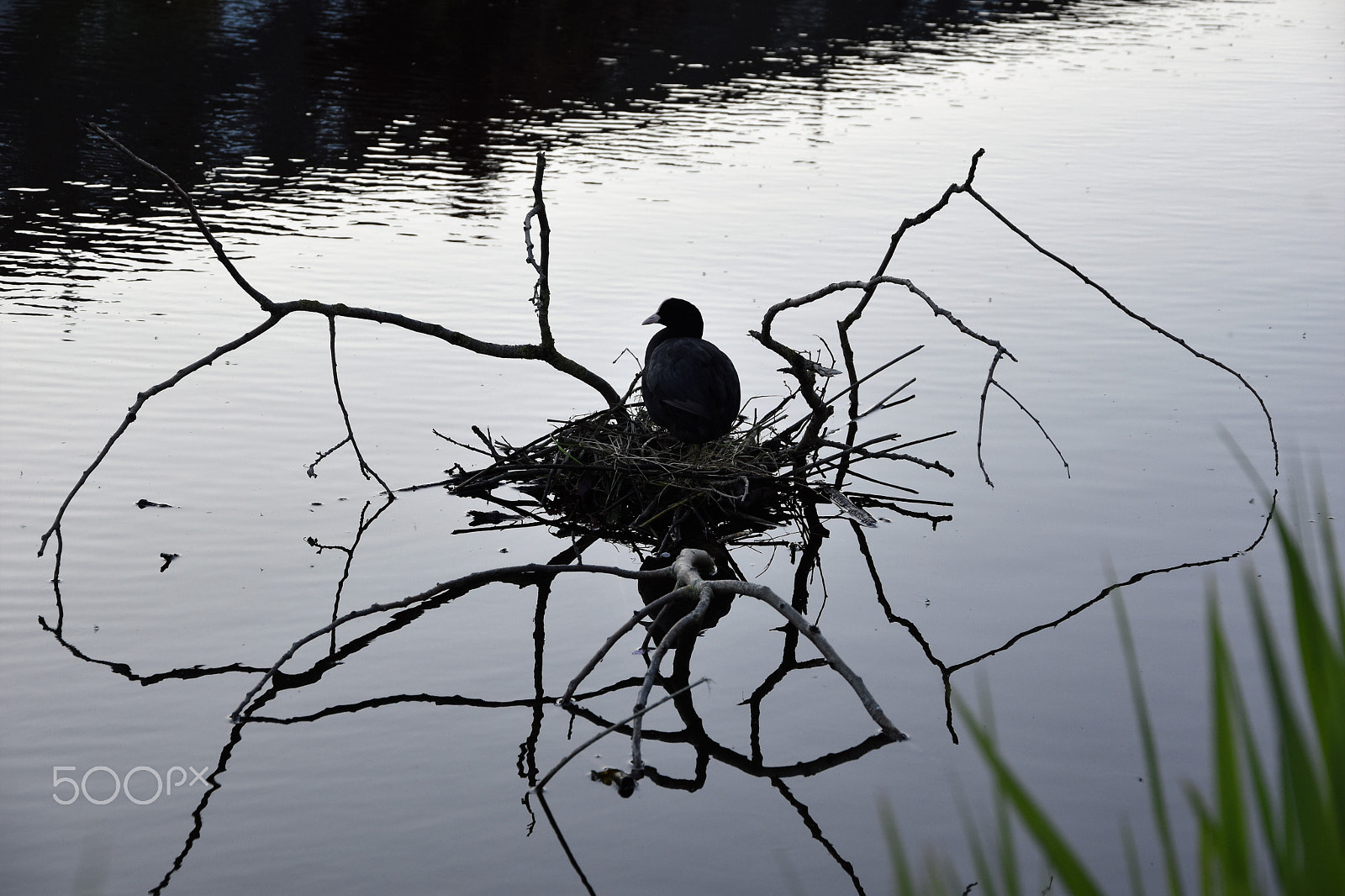 Nikon D5500 sample photo. 20180505 moorhen photography