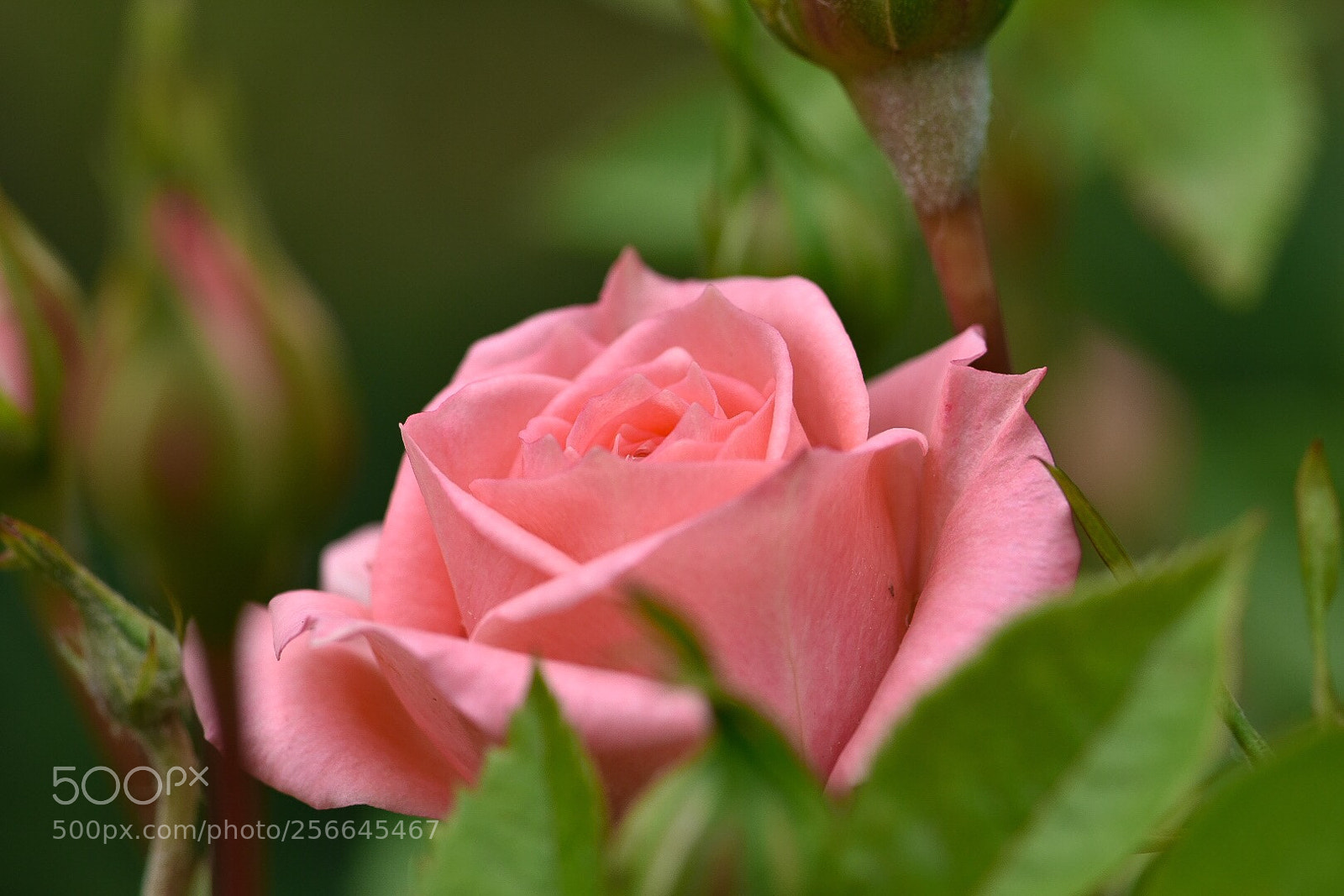 Nikon D3400 sample photo. Rose photography