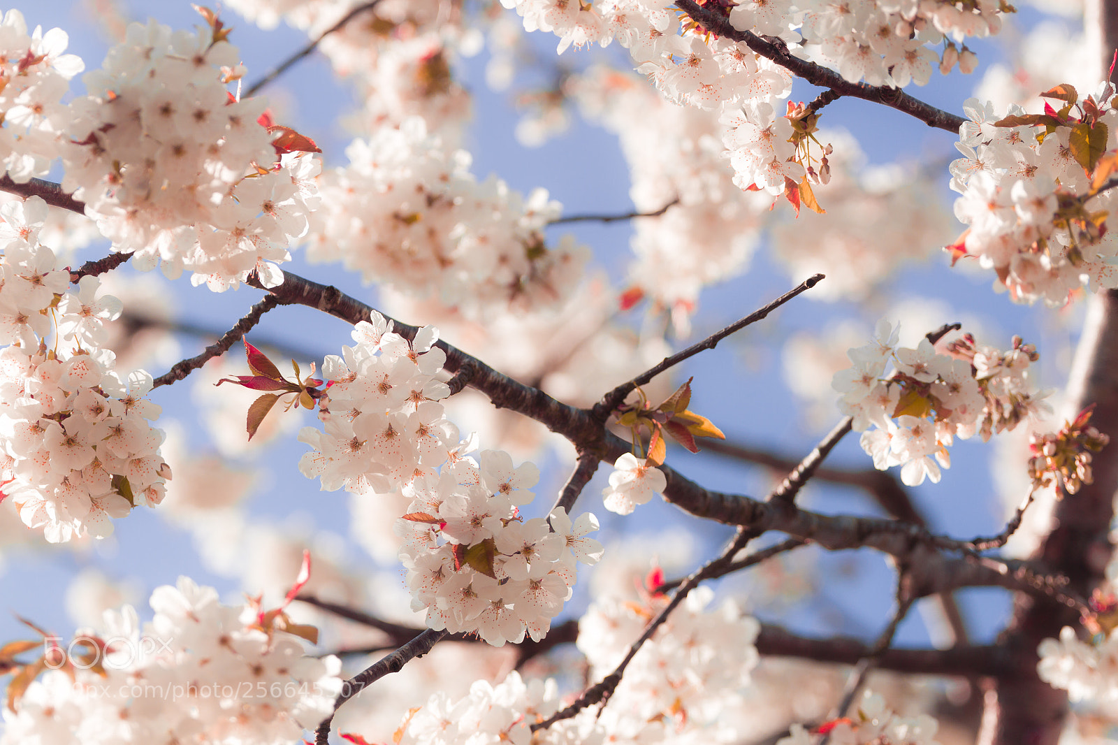 Canon EOS 7D sample photo. .blossoming photography