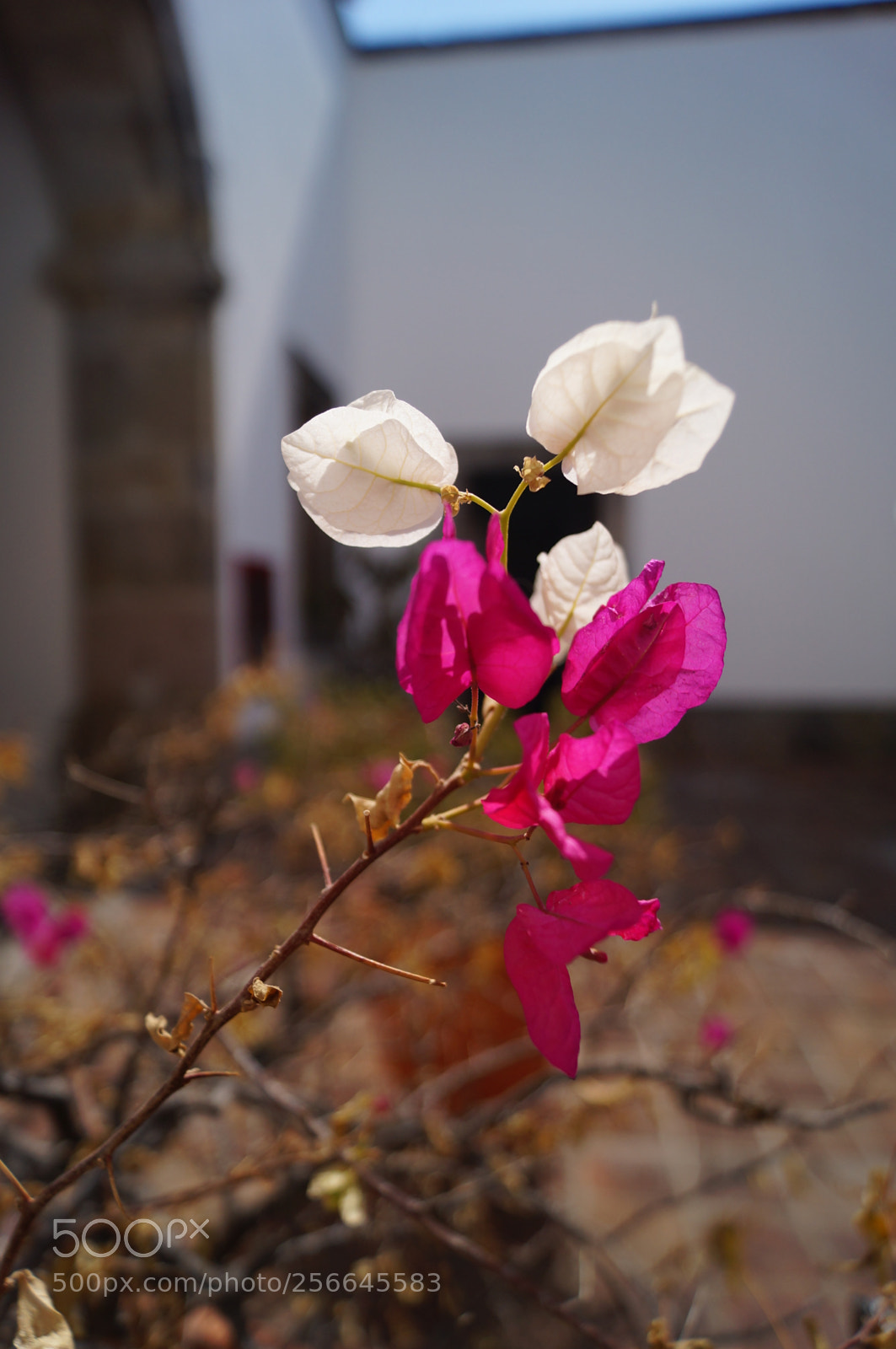 Sony SLT-A37 sample photo. Under the sun photography
