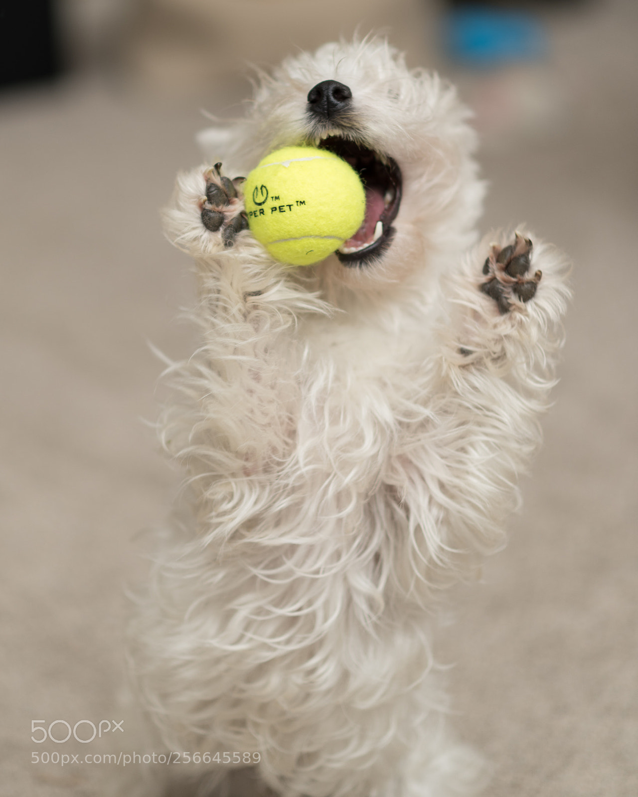 Nikon D750 sample photo. Ellie photography