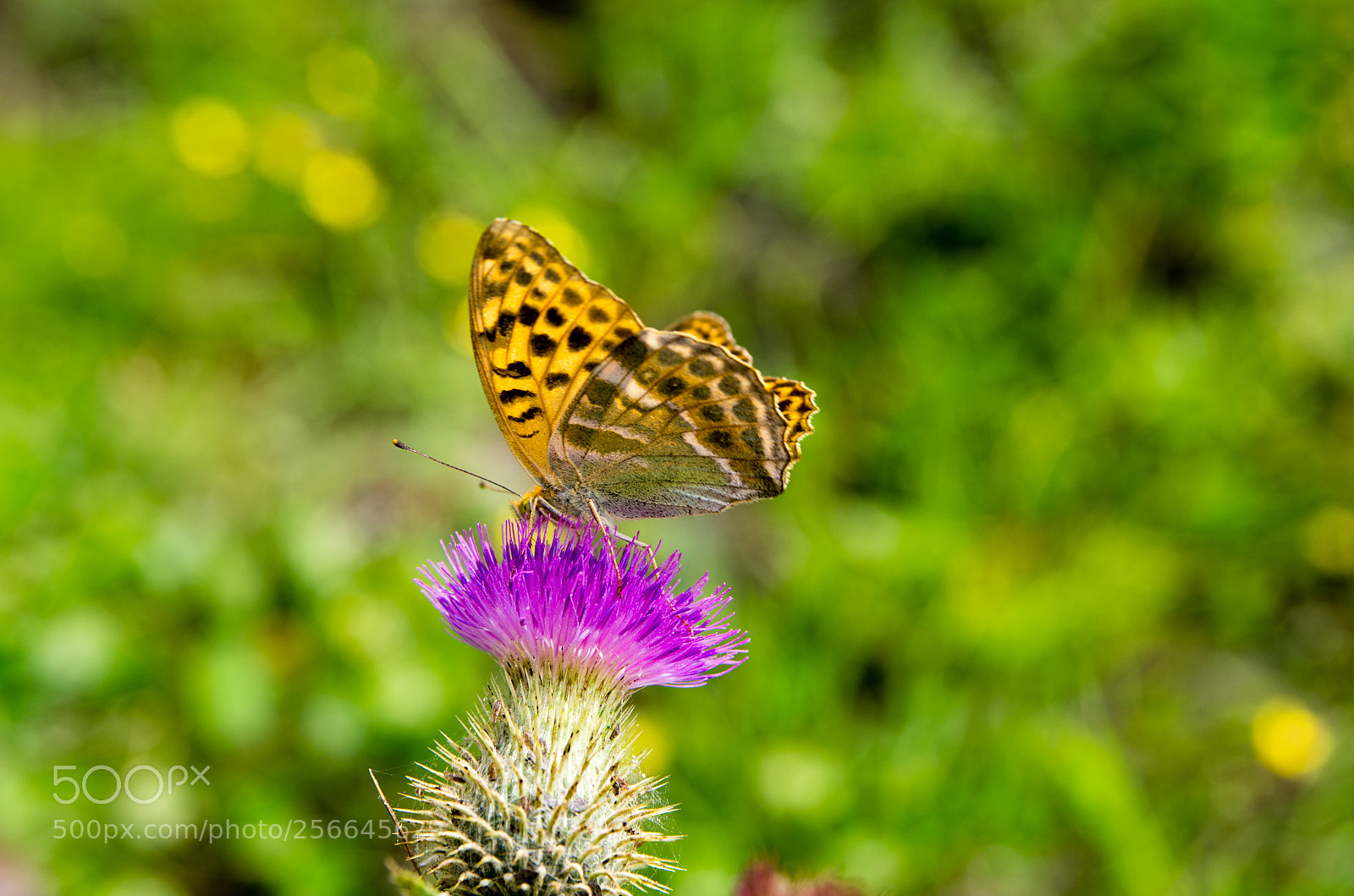 Pentax K-5 sample photo. Butterfly photography