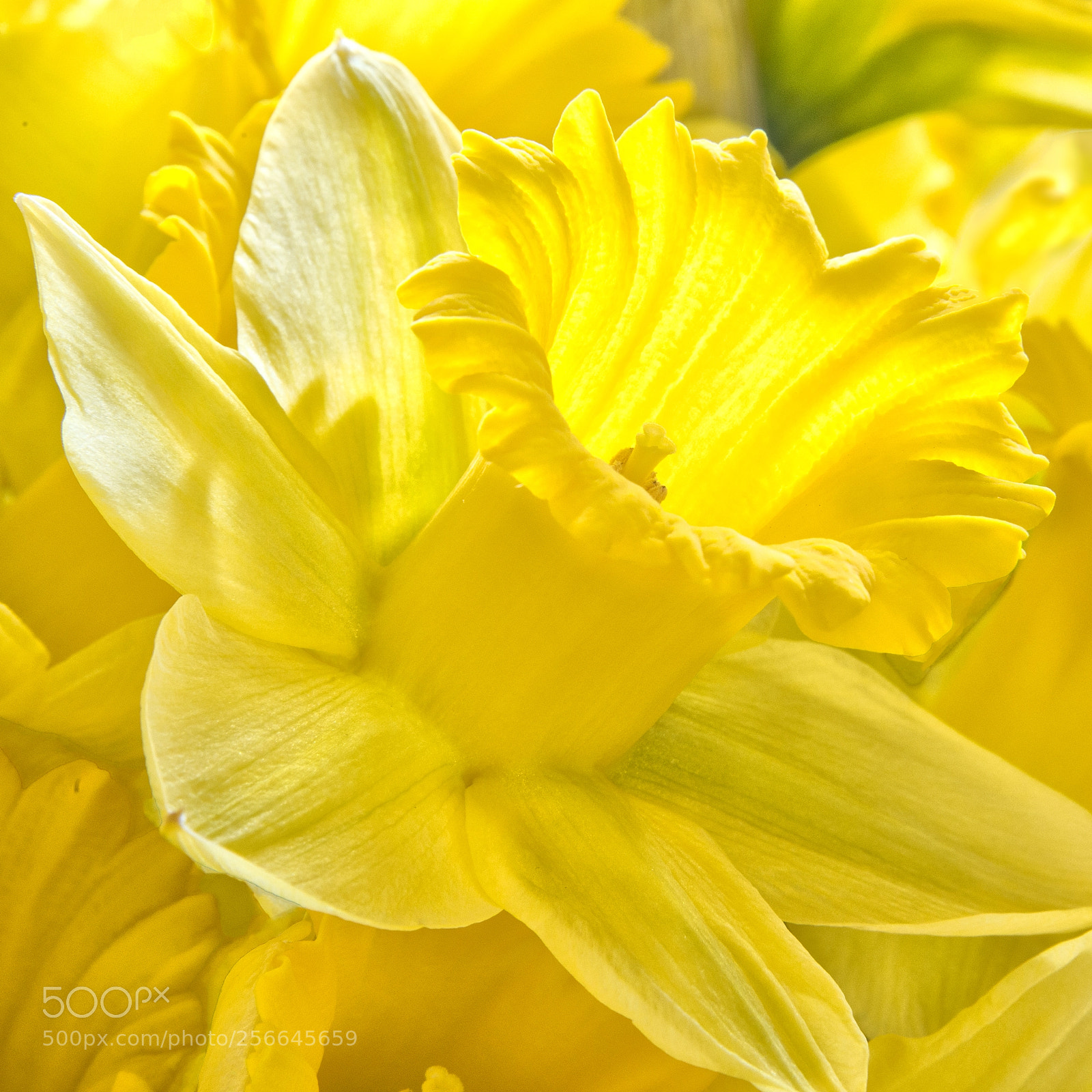 Nikon D800 sample photo. Daffodil photography