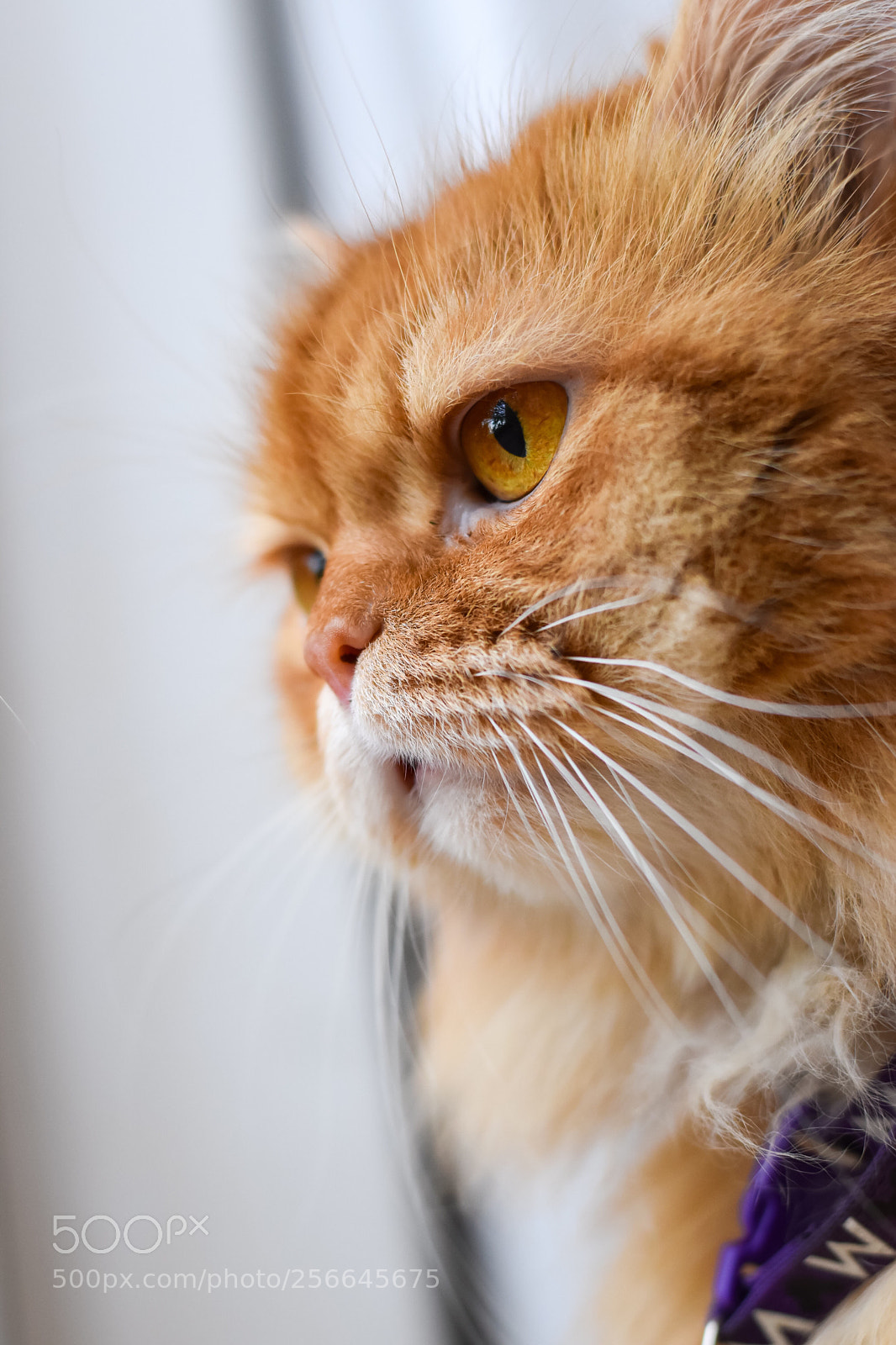 Nikon D5600 sample photo. Persian cats and prime photography
