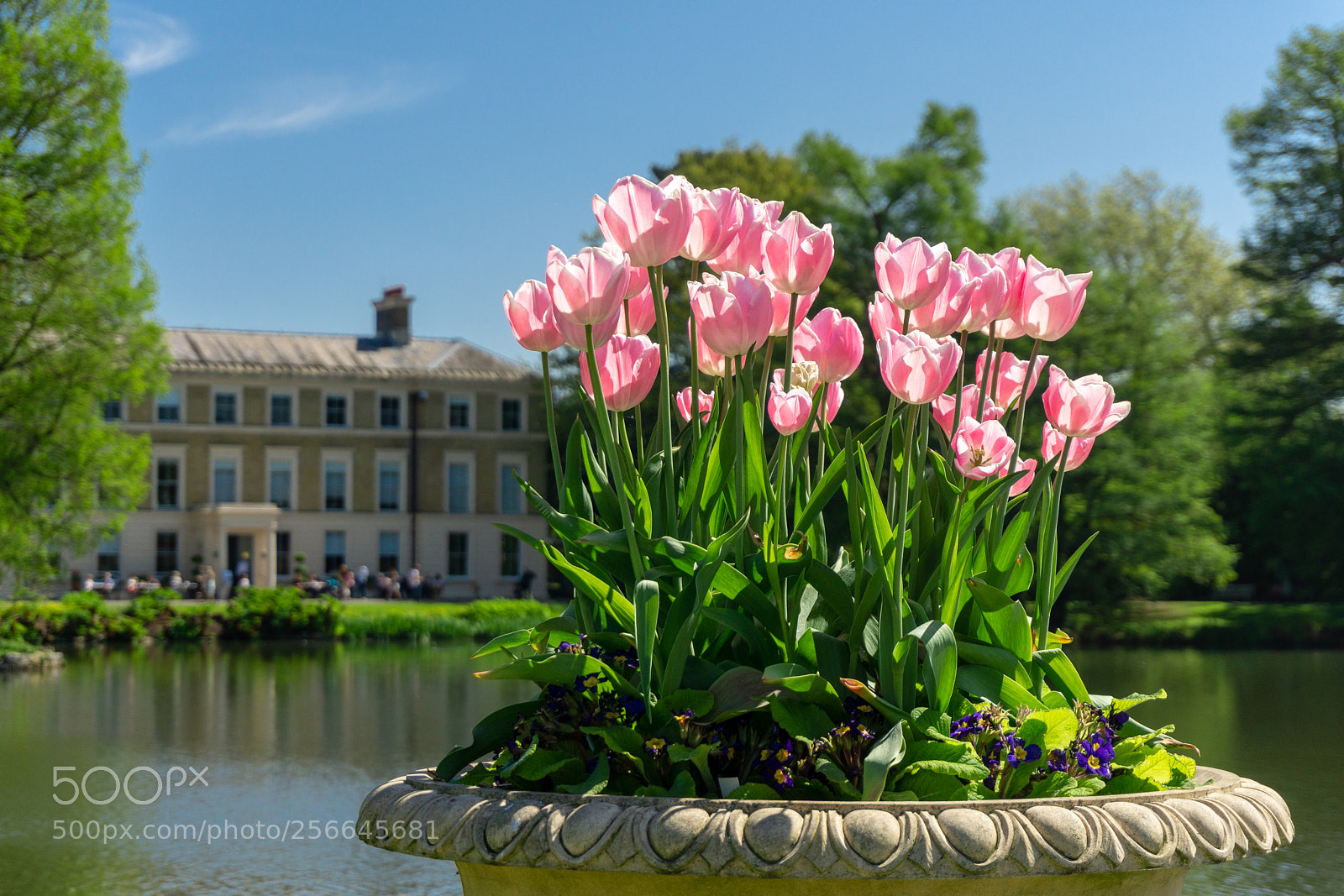 Sony a6000 sample photo. Pink flowers at kew photography