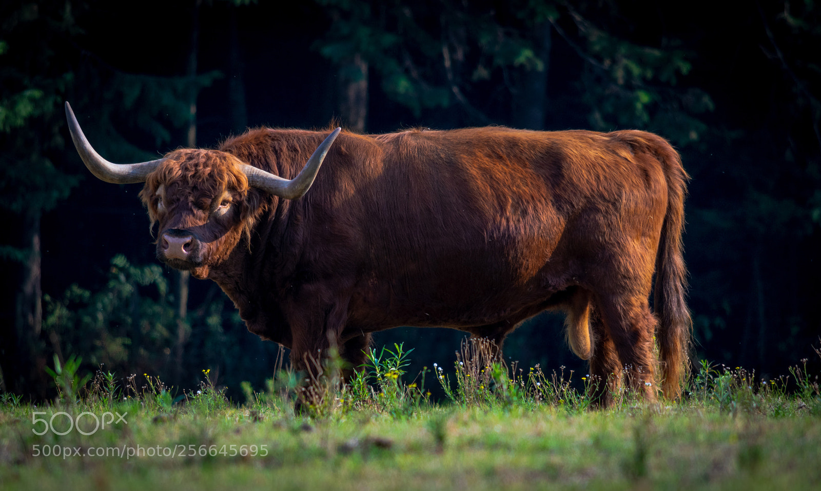 Nikon D3300 sample photo. Bull´s territory photography