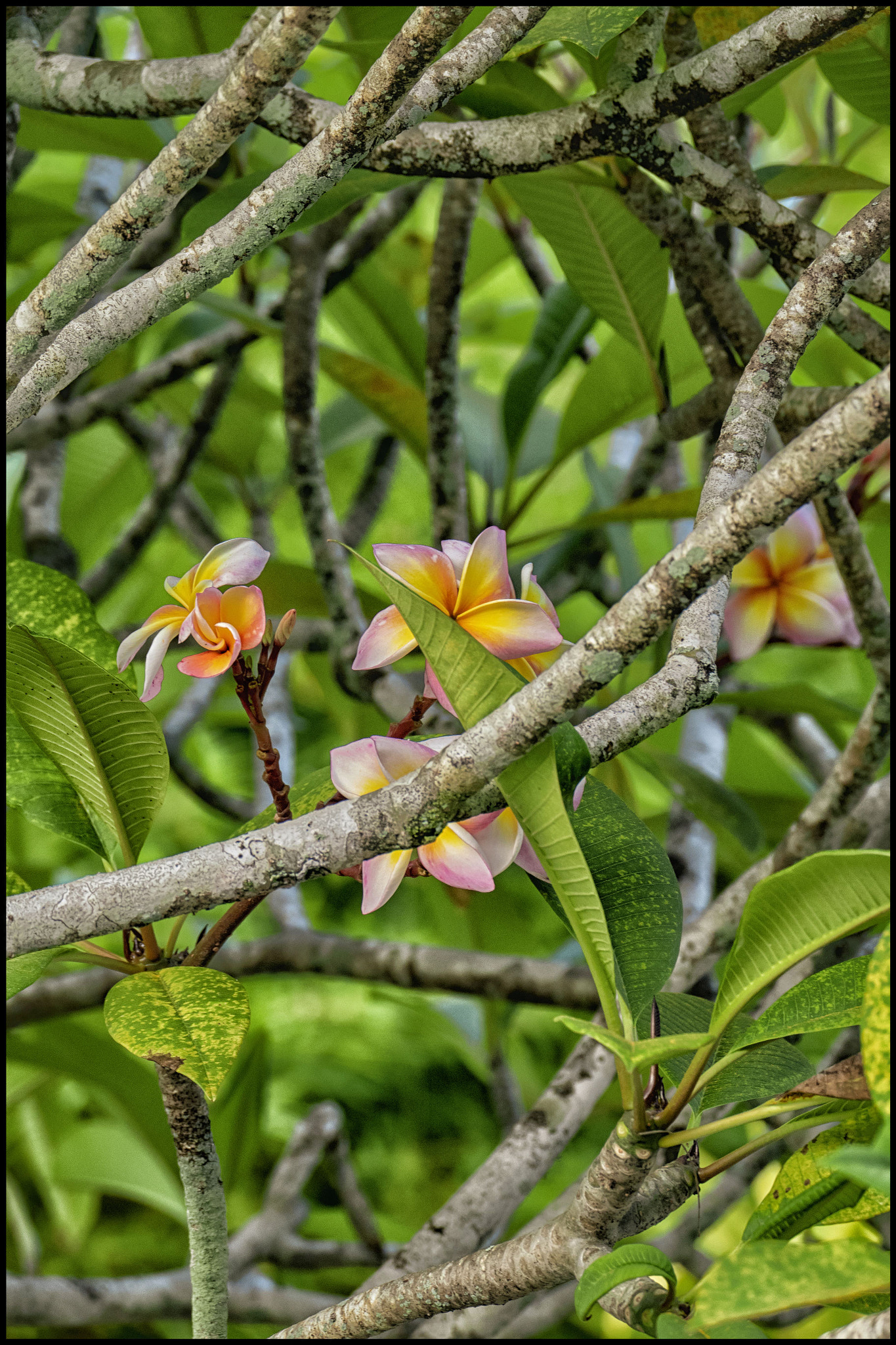 Leica V-Lux (Typ 114) sample photo. Tropical flowers...... photography