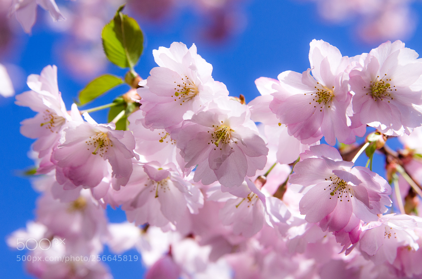 Pentax K-5 sample photo. Cherry blossom photography