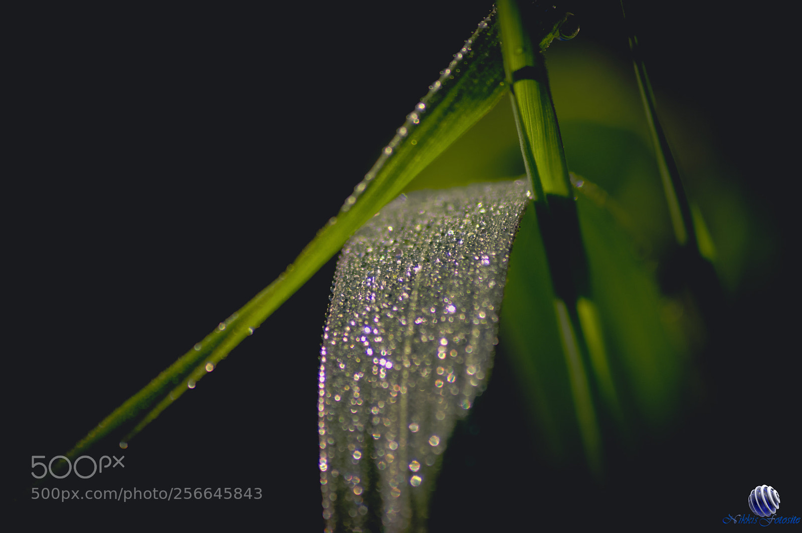Pentax K-3 II sample photo. Green photography