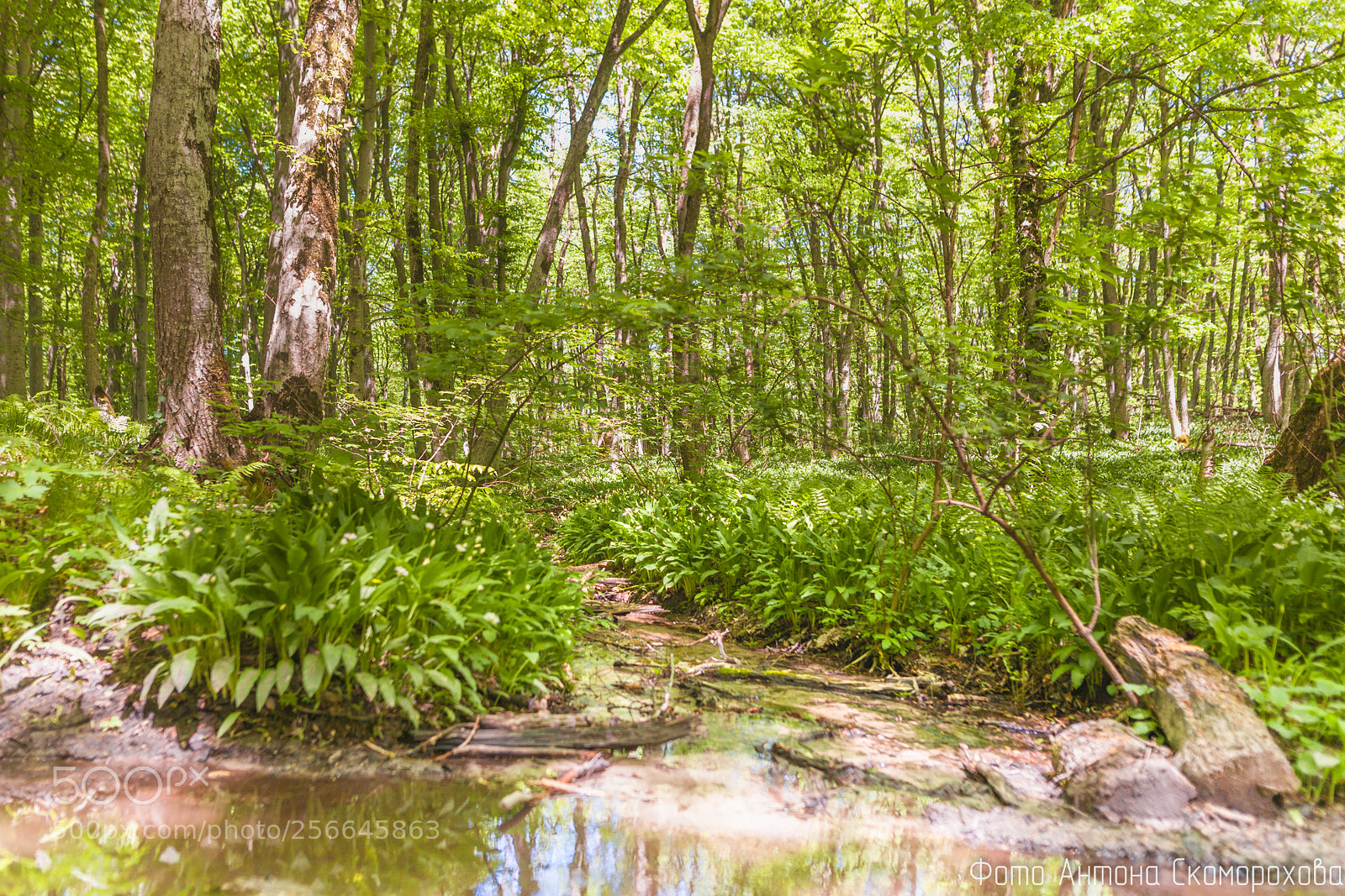 Canon EOS 5D Mark II sample photo. Forest photography
