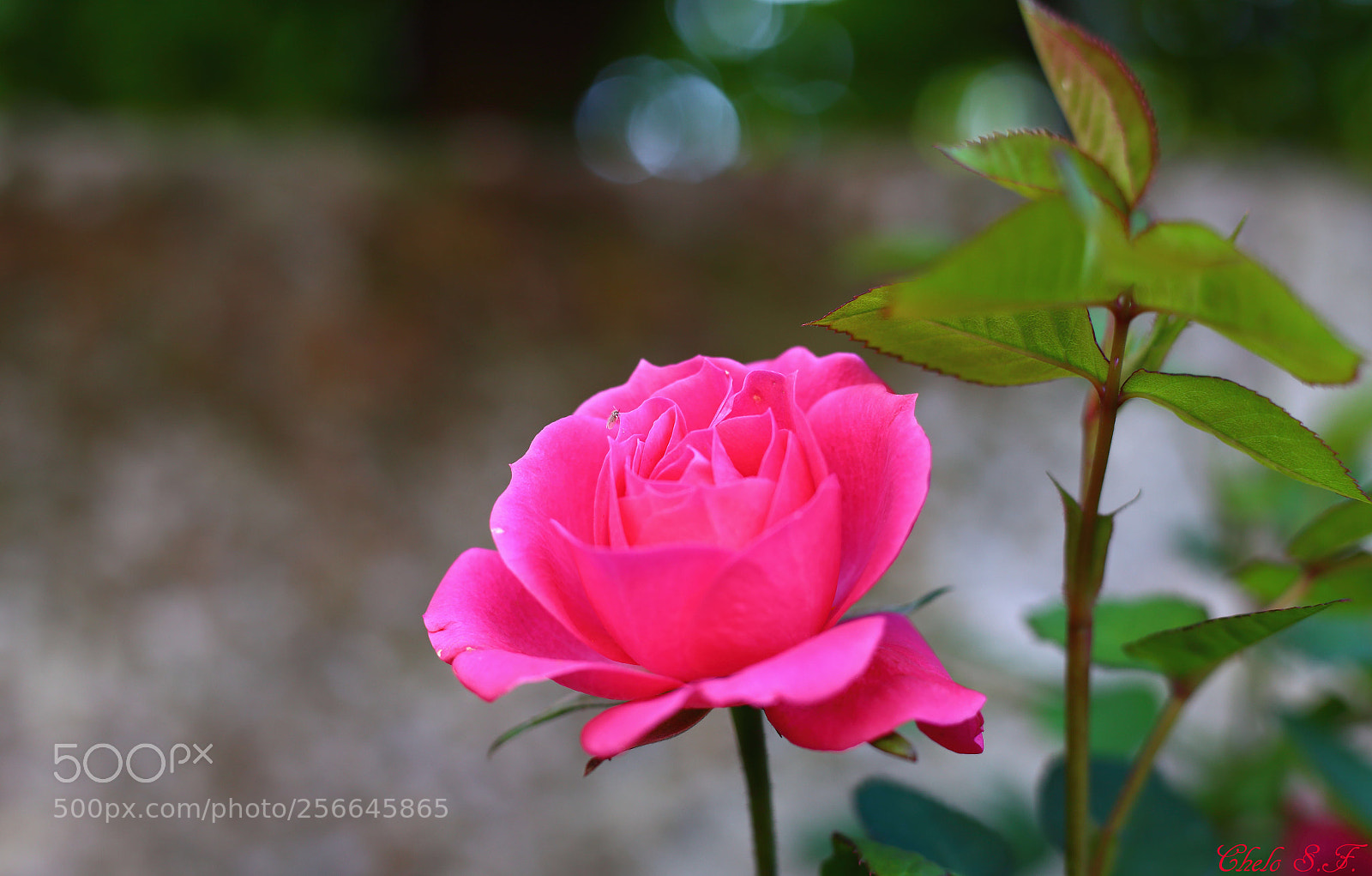 Canon EOS 6D sample photo. Untitled photography