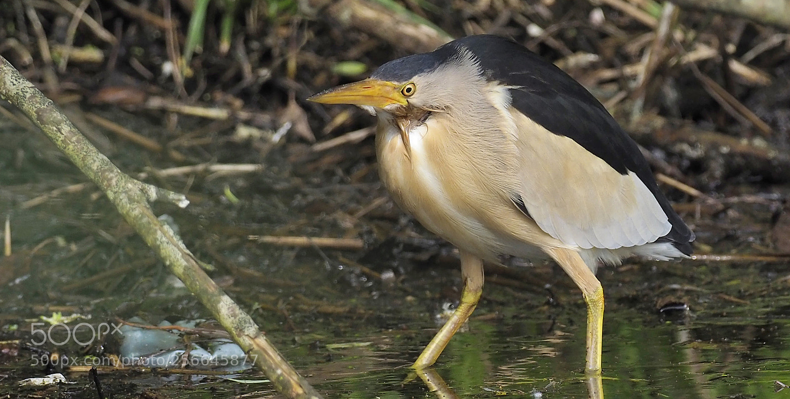 Olympus OM-D E-M1 Mark II sample photo. Little bittern photography