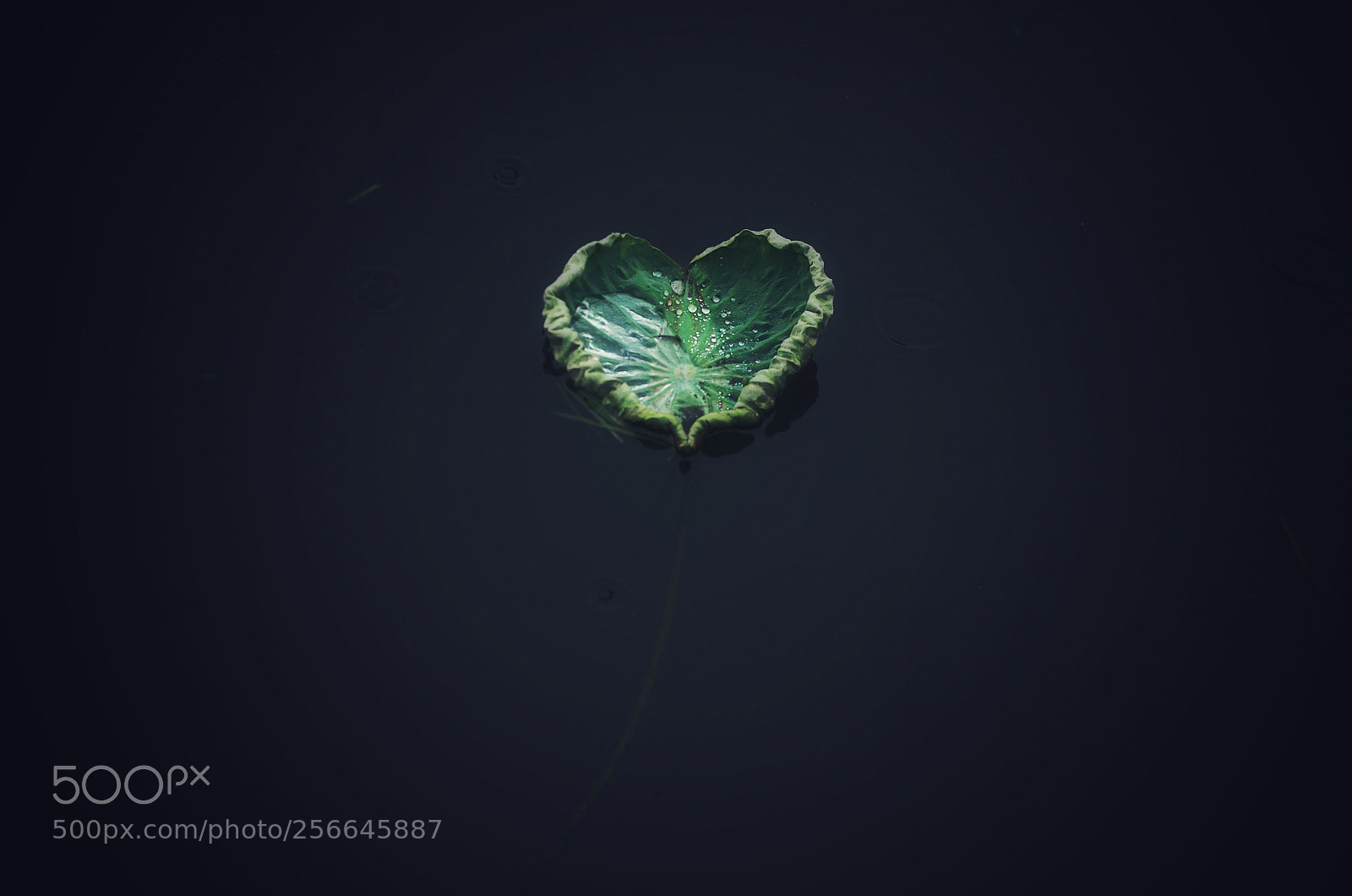 Pentax K-5 sample photo. The heart  photography