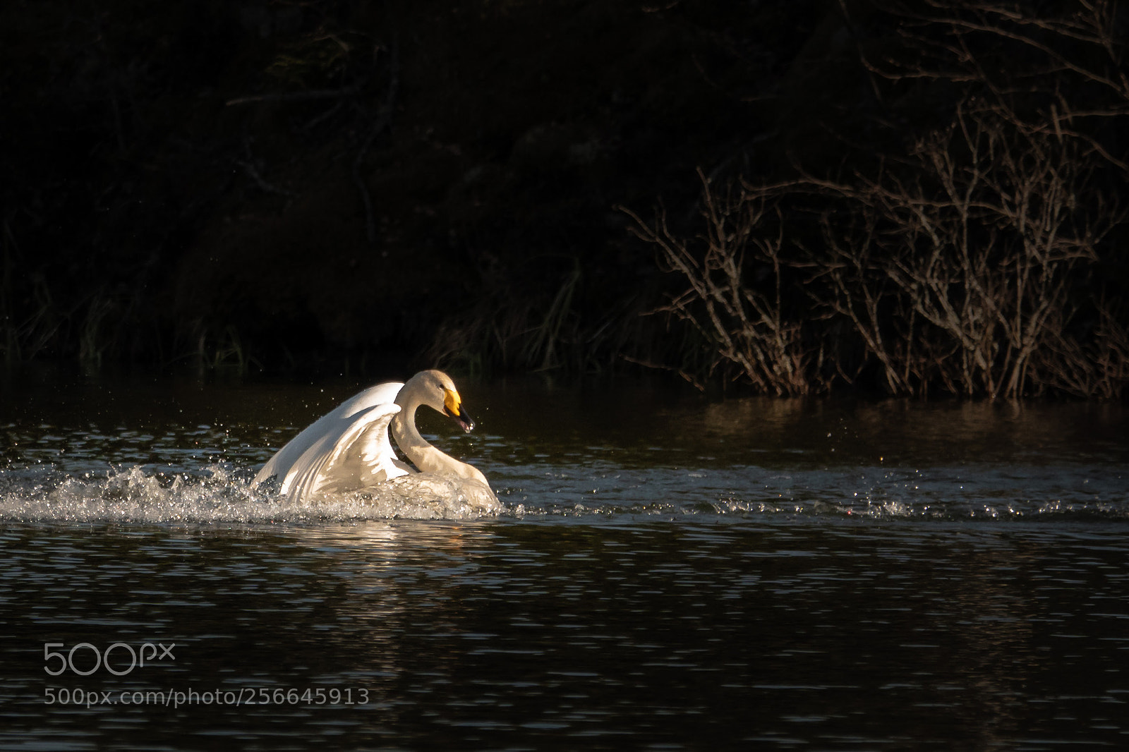 Sony Cyber-shot DSC-RX10 IV sample photo. Whooper swan photography