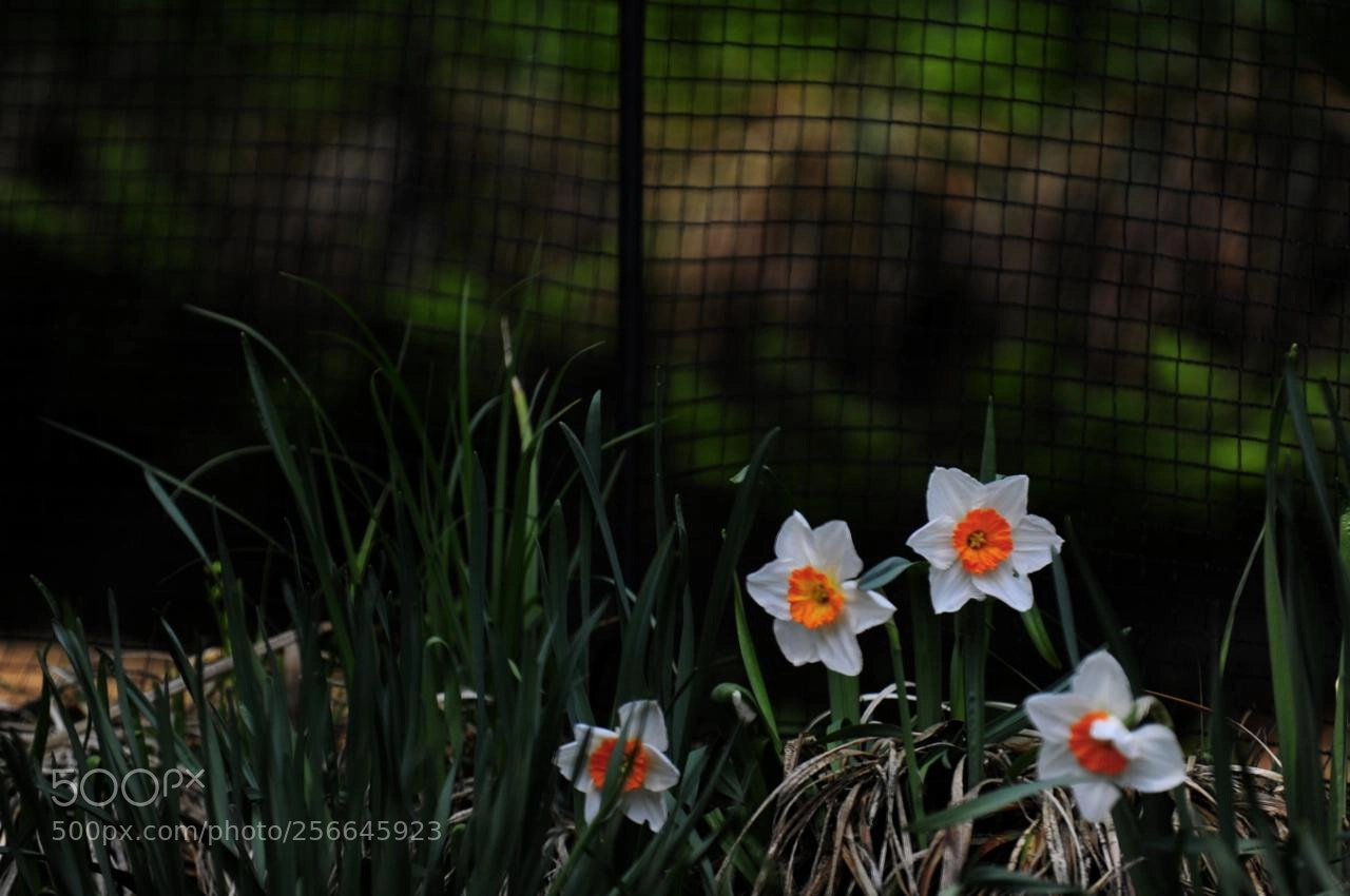 Nikon D700 sample photo. Chorus photography