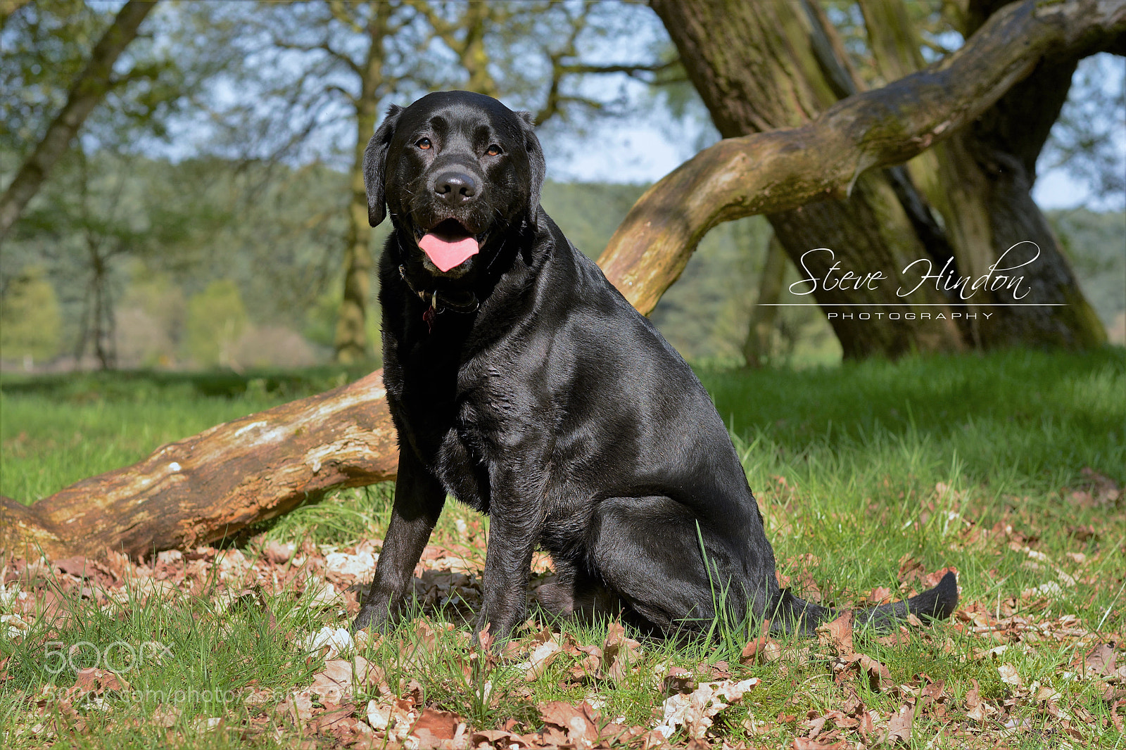 Nikon D7100 sample photo. Winston photography