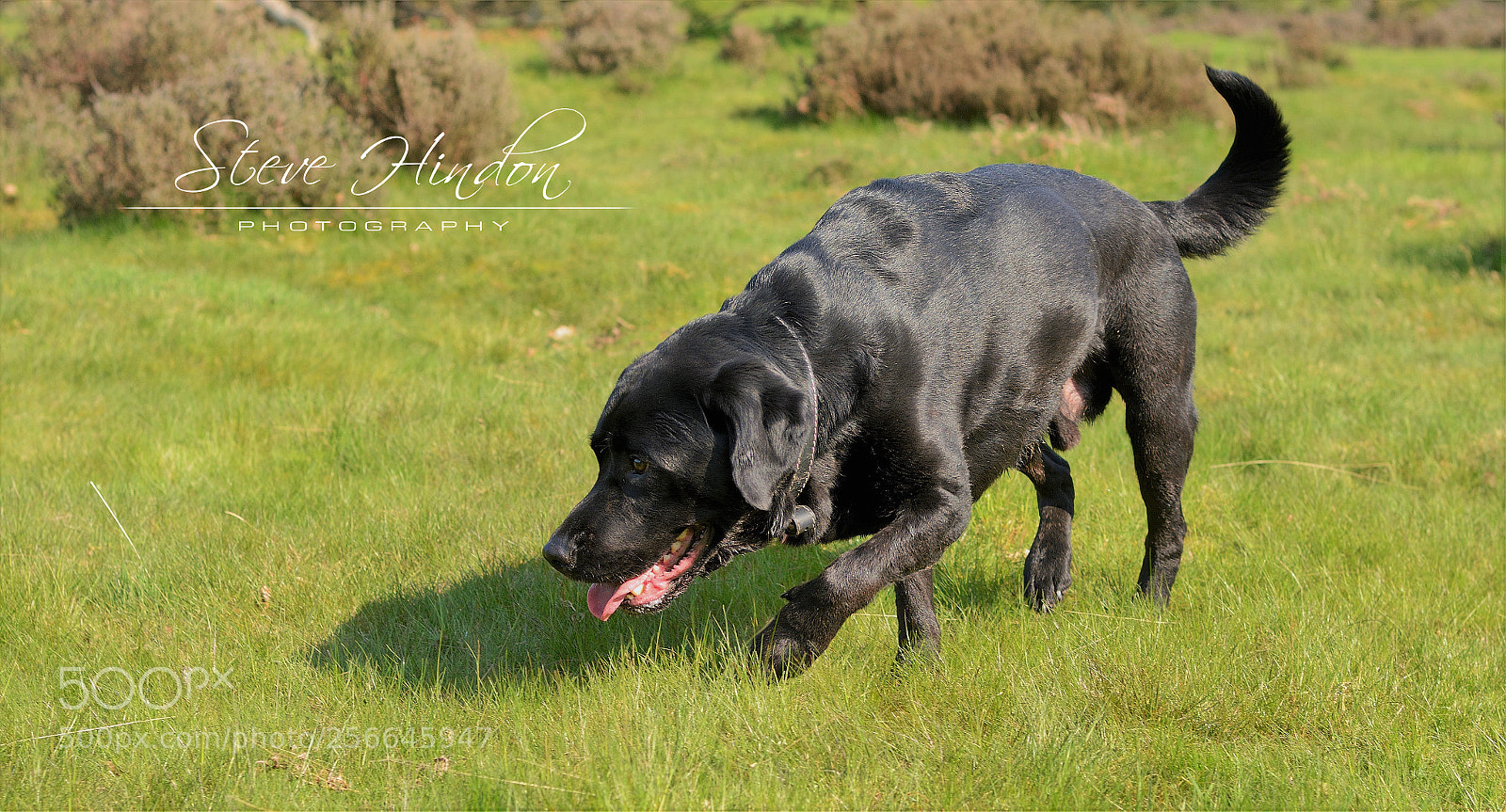 Nikon D7100 sample photo. Winston photography