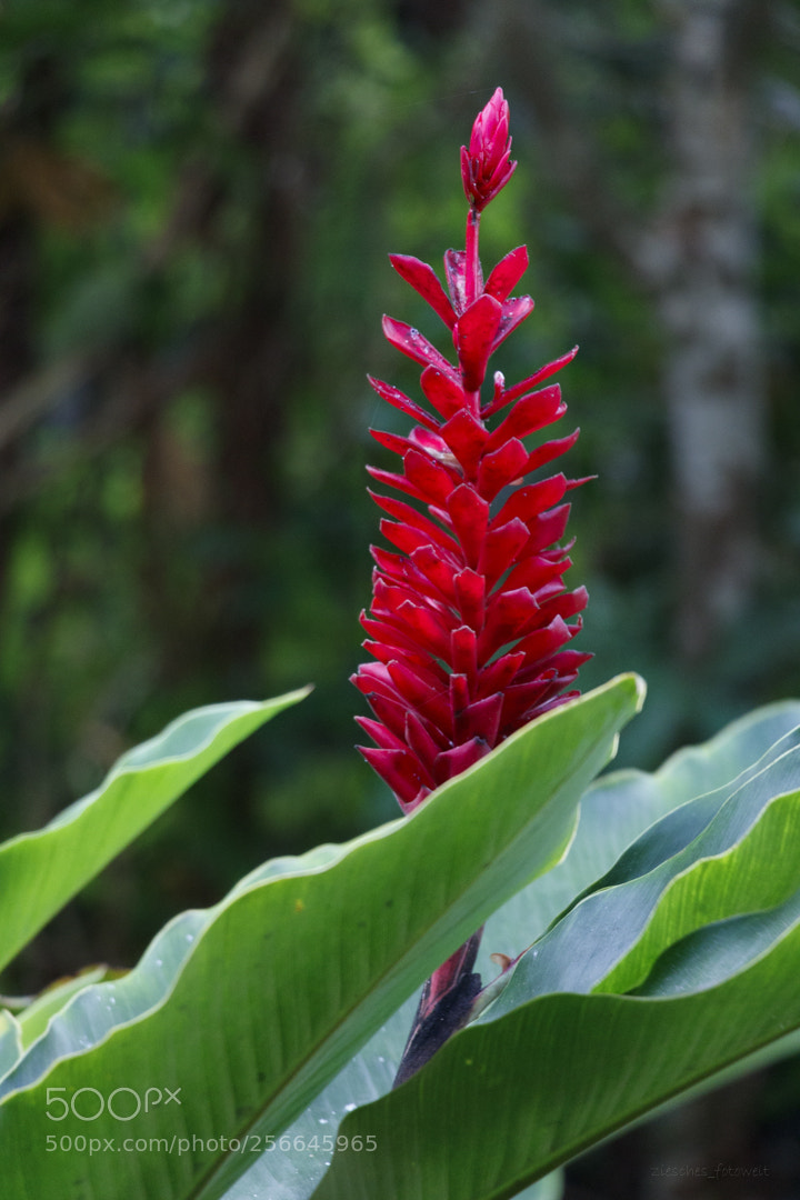 Canon EOS 750D (EOS Rebel T6i / EOS Kiss X8i) sample photo. Botanical garden photography