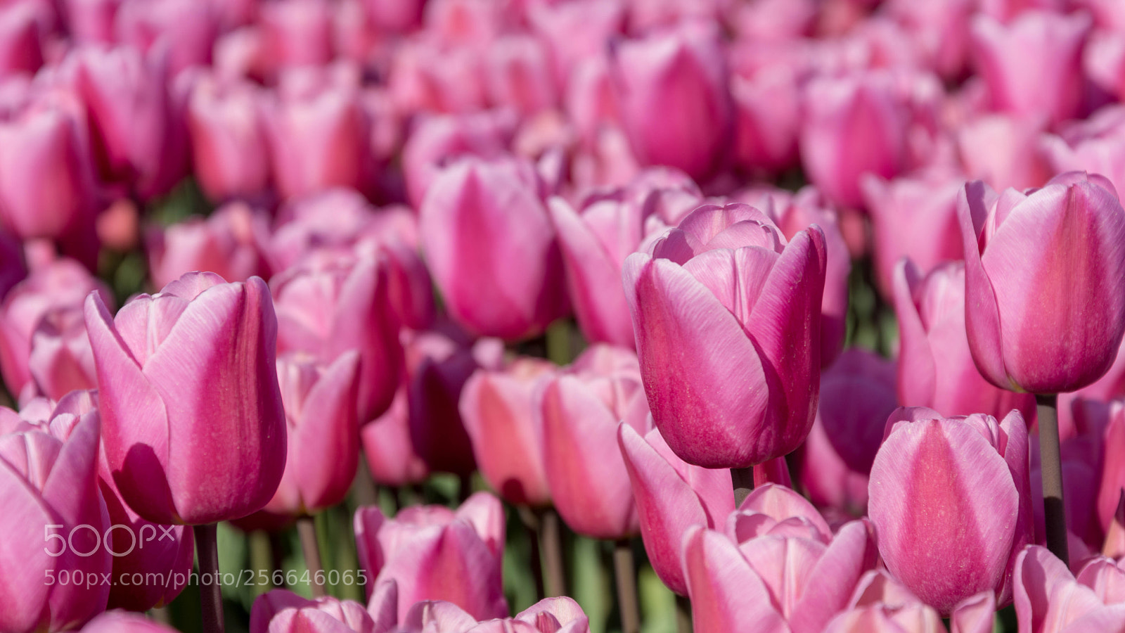 Nikon D7100 sample photo. Colourful holland photography